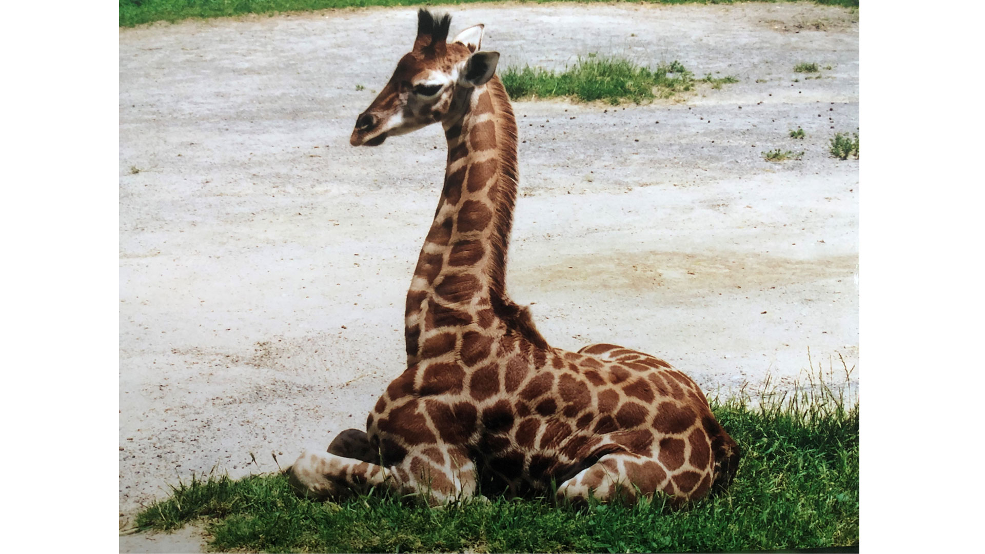 https://cdn.aucklandunlimited.com/zoo/assets/media/giraffe-rukiya-gallery-6.jpg