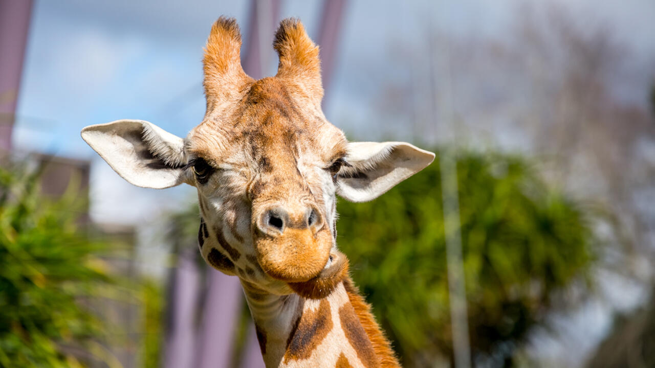 https://cdn.aucklandunlimited.com/zoo/assets/media/giraffe-rukiya-gallery.jpg