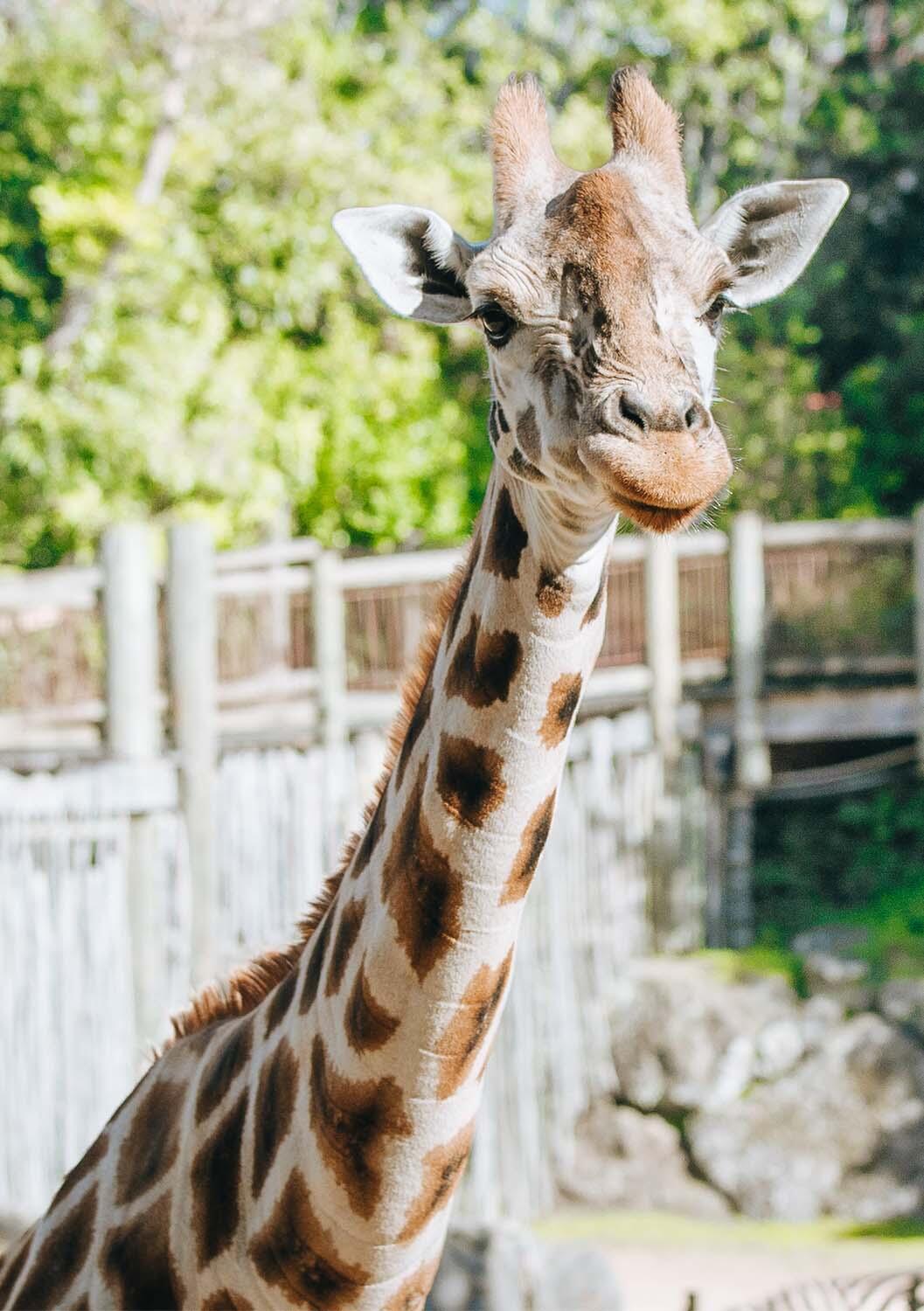 The head and neck of Auckland Zoo giraffe Rukiya