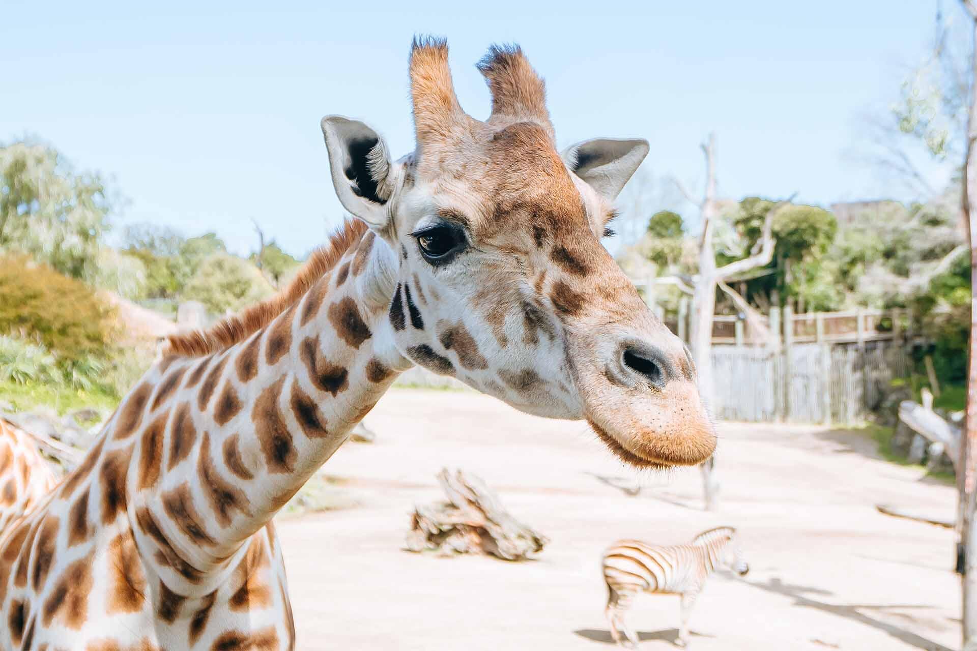 https://cdn.aucklandunlimited.com/zoo/assets/media/giraffe-rukiya-neck-and-head-at-auckland-zoo.jpg