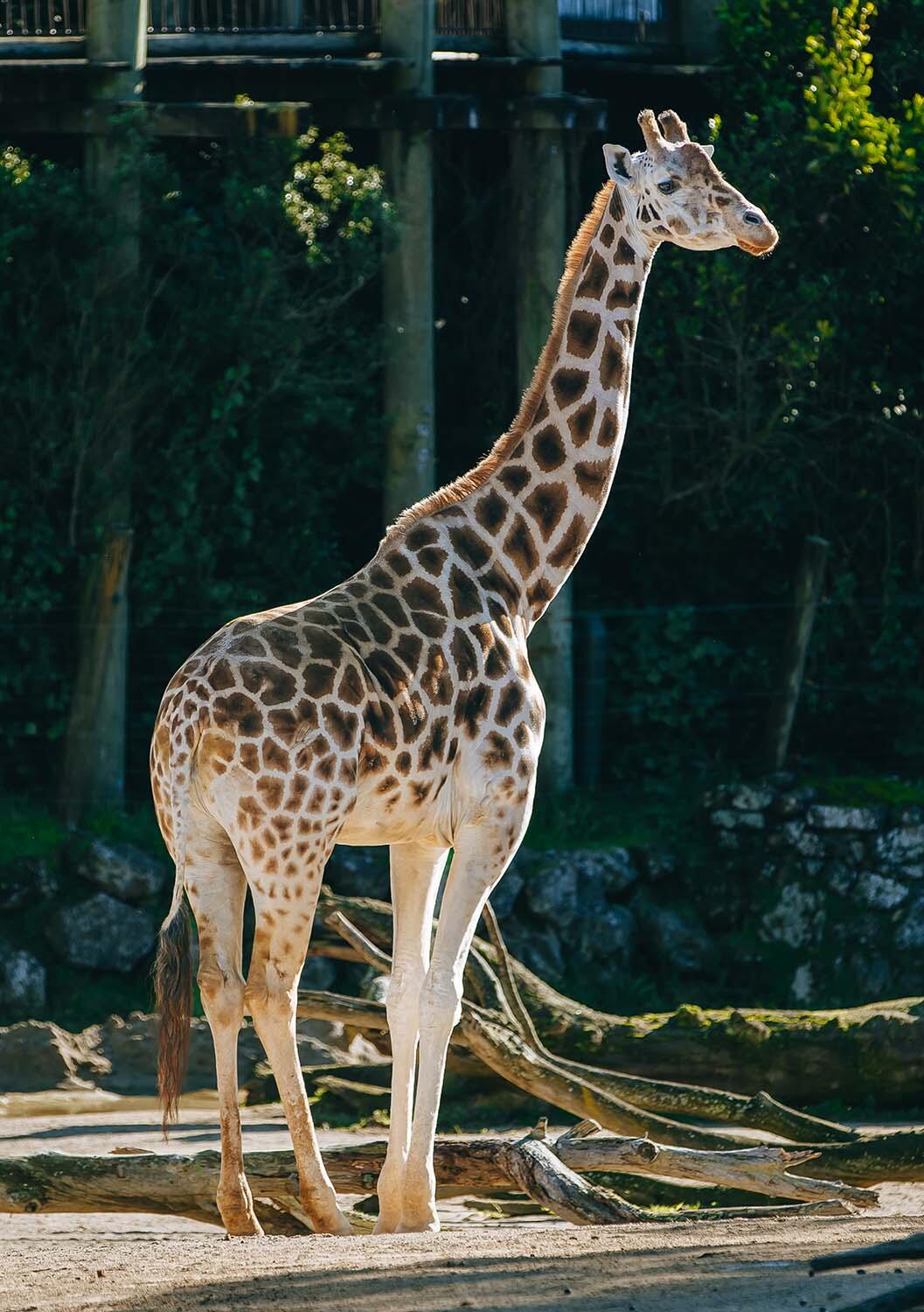 Giraffe Rukiya standing in the habitat at Auckland Zoo