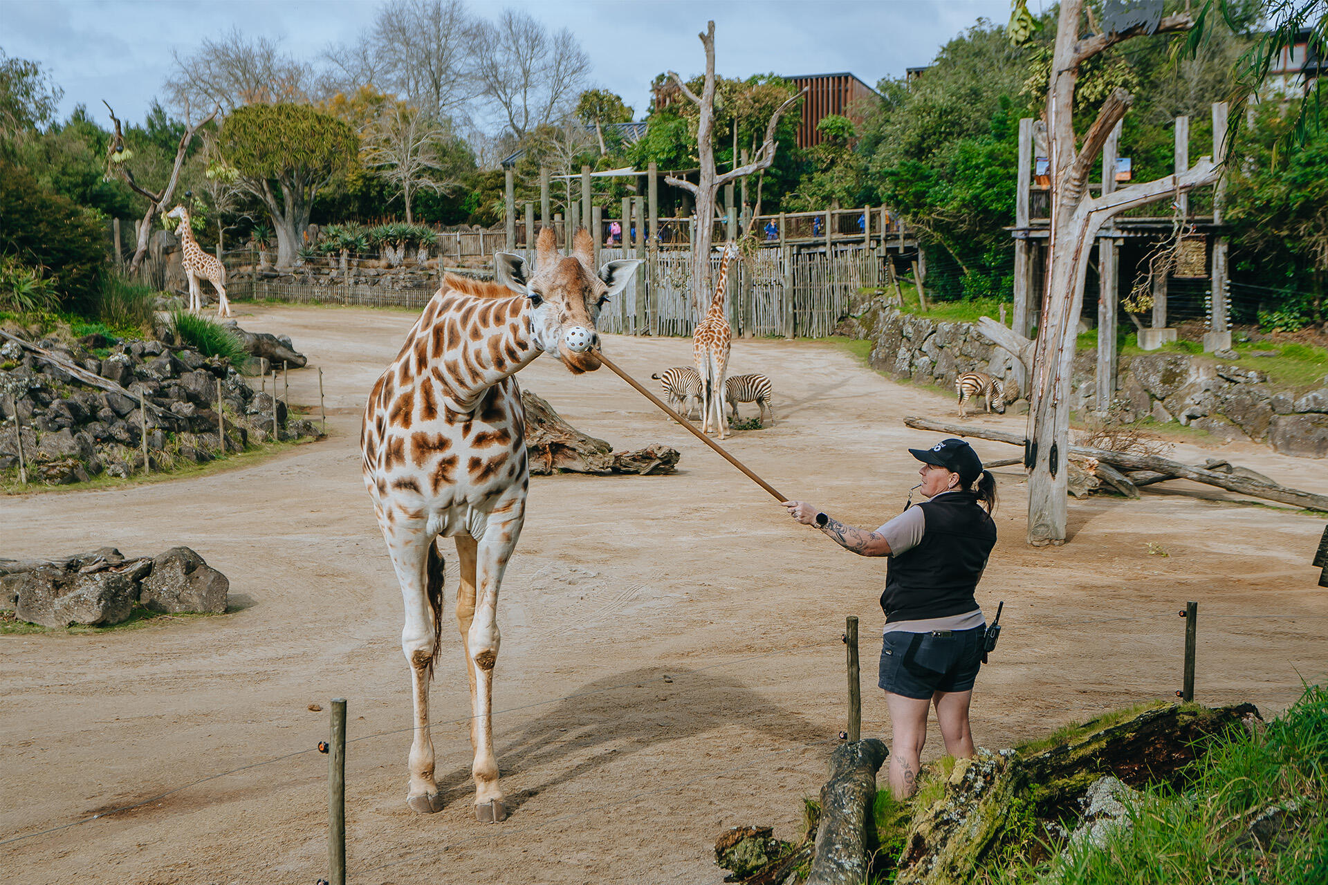 https://cdn.aucklandunlimited.com/zoo/assets/media/giraffe-rukiya-target-training-with-vicky.jpg
