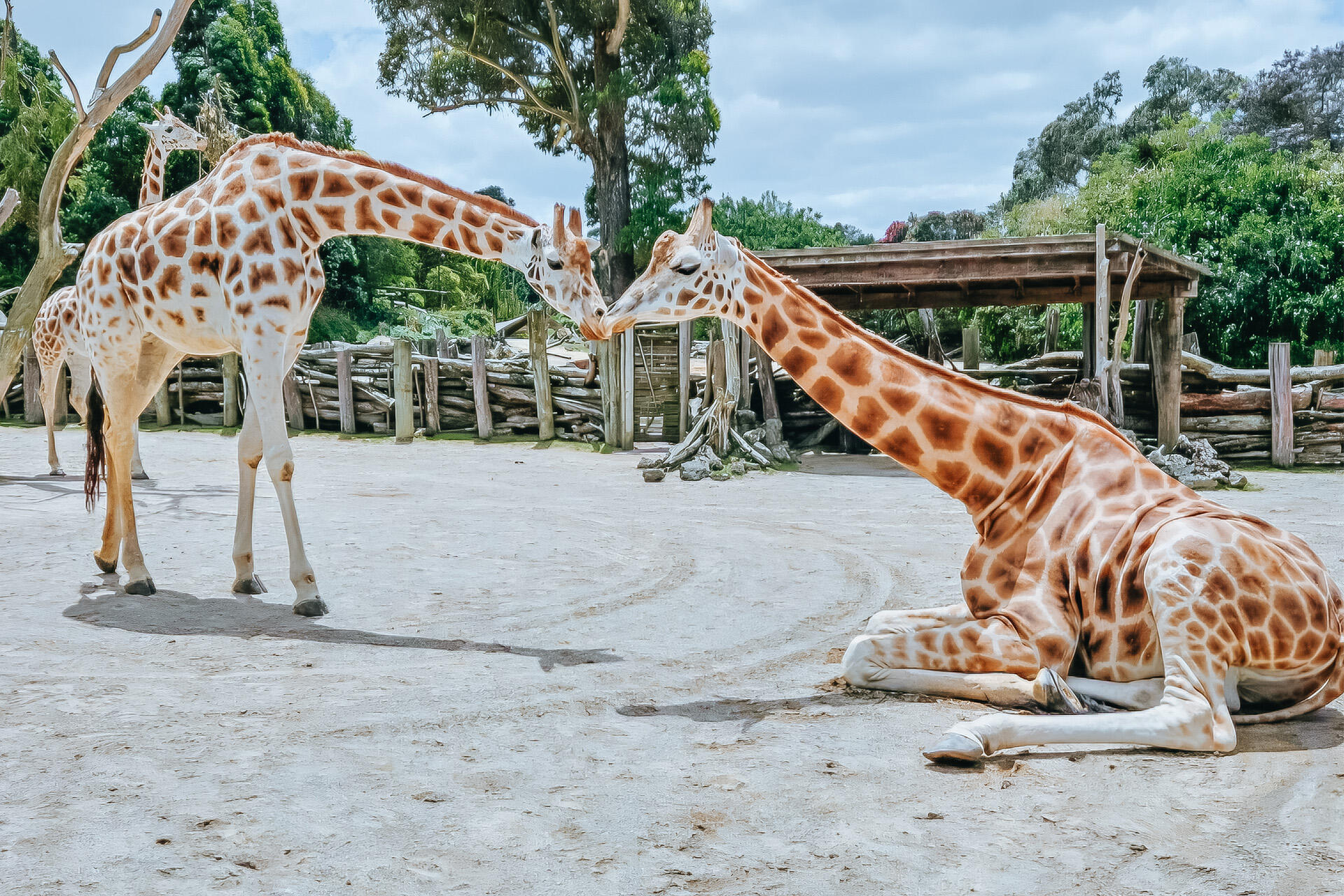https://cdn.aucklandunlimited.com/zoo/assets/media/giraffes-rukiya-and-enzi-touching-noses.jpg