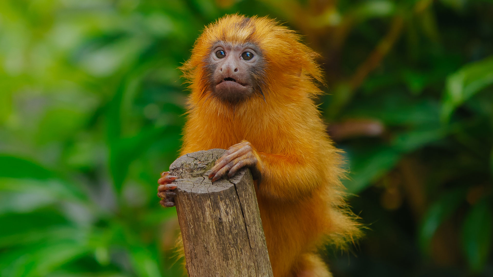 Golden Lion Tamarin Endangered Primates Auckland Zoo