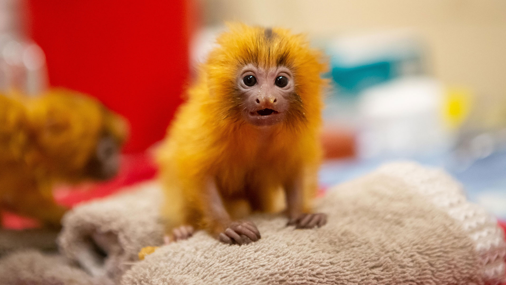 baby golden lion tamarin monkey