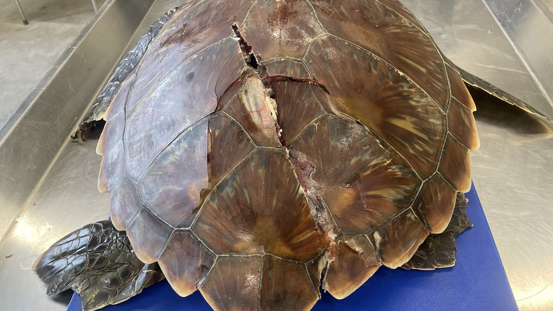 https://cdn.aucklandunlimited.com/zoo/assets/media/green-sea-turtle-2021-gallery-1.jpg