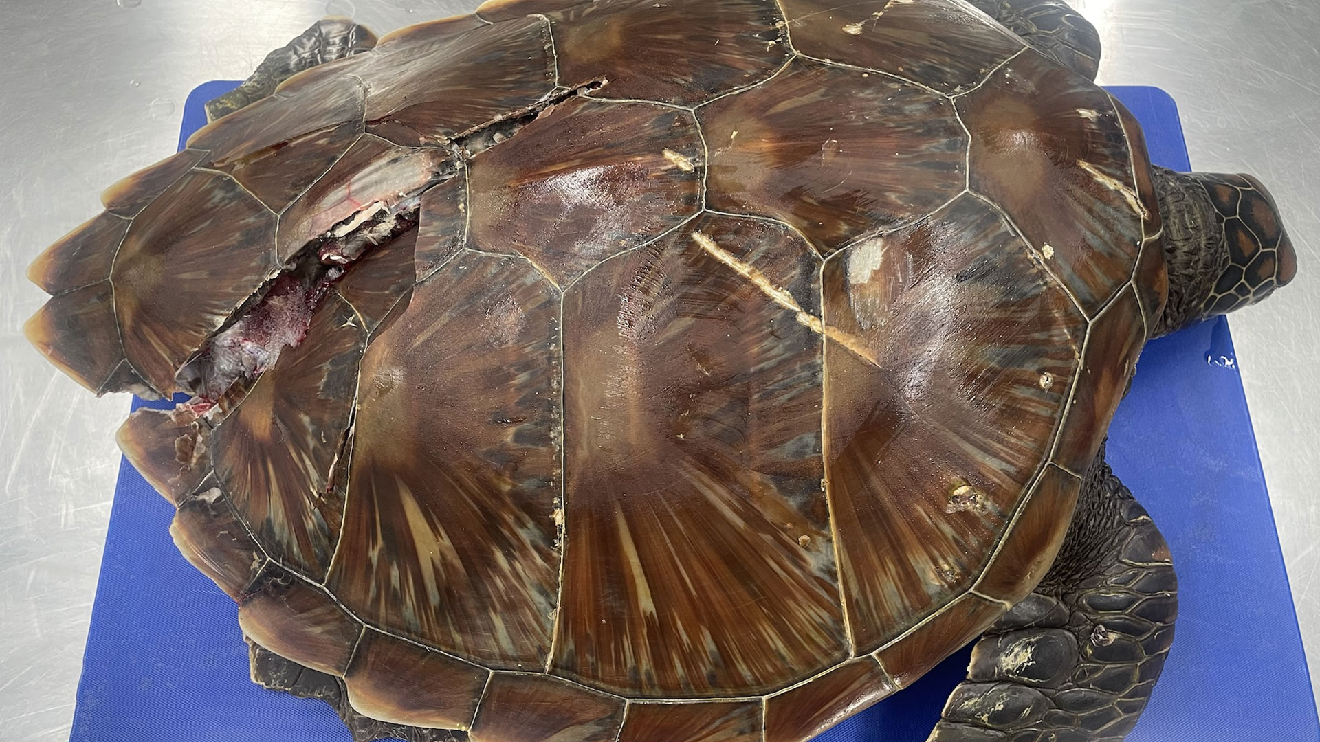 https://cdn.aucklandunlimited.com/zoo/assets/media/green-sea-turtle-2021-gallery-4.jpg