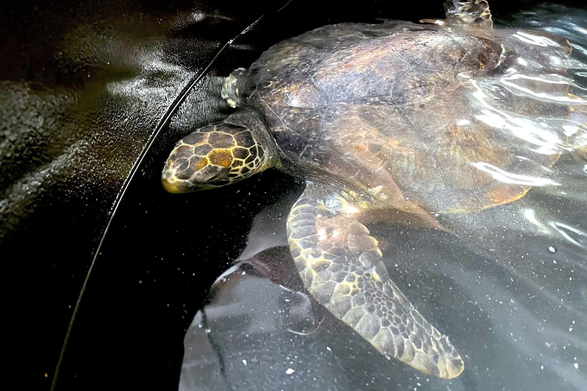 https://cdn.aucklandunlimited.com/zoo/assets/media/green-sea-turtle-at-kelly-tarltons-2.jpg