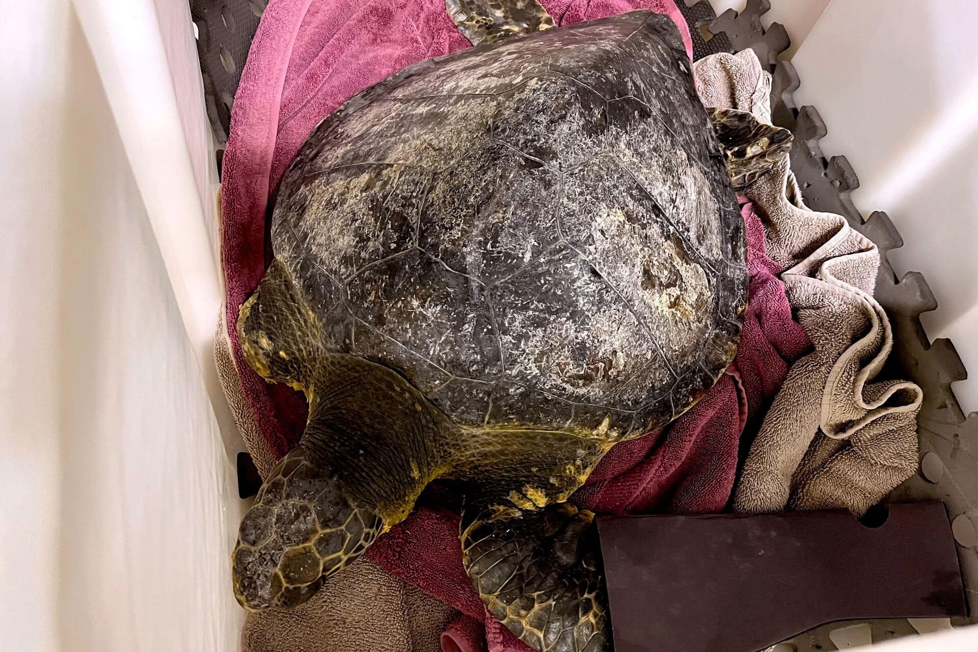 https://cdn.aucklandunlimited.com/zoo/assets/media/green-sea-turtle-at-kelly-tarltons.jpg