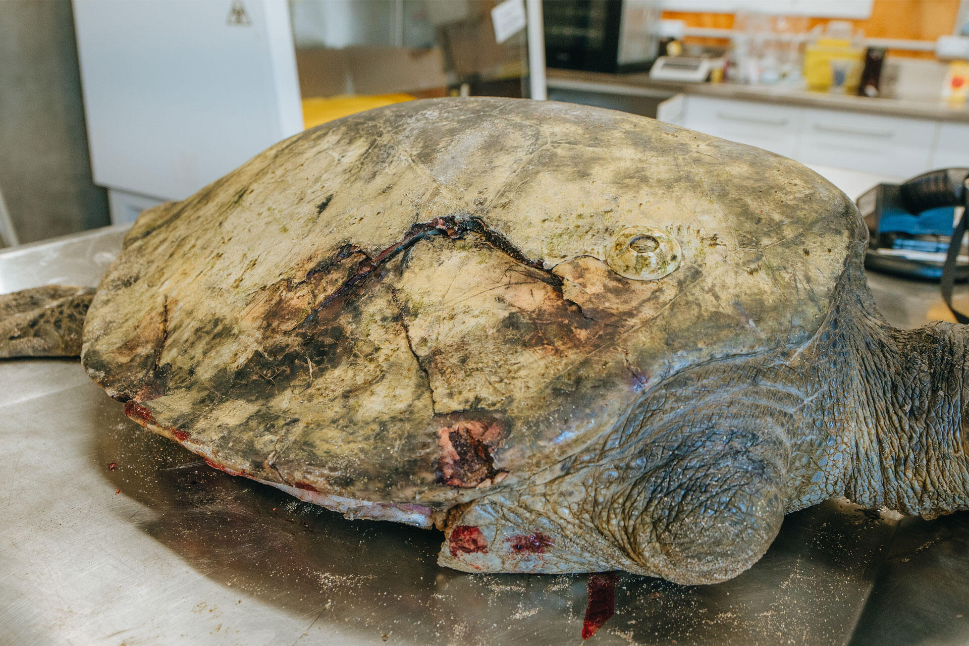 https://cdn.aucklandunlimited.com/zoo/assets/media/green-sea-turtle-hit-by-boat-1.jpg