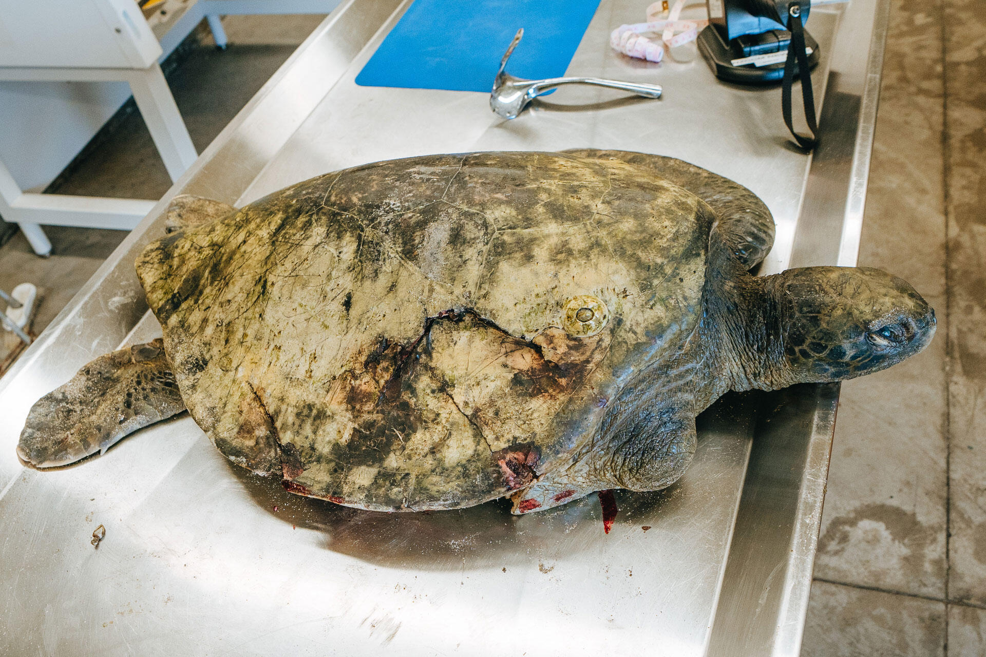https://cdn.aucklandunlimited.com/zoo/assets/media/green-sea-turtle-hit-by-boat-3.jpg