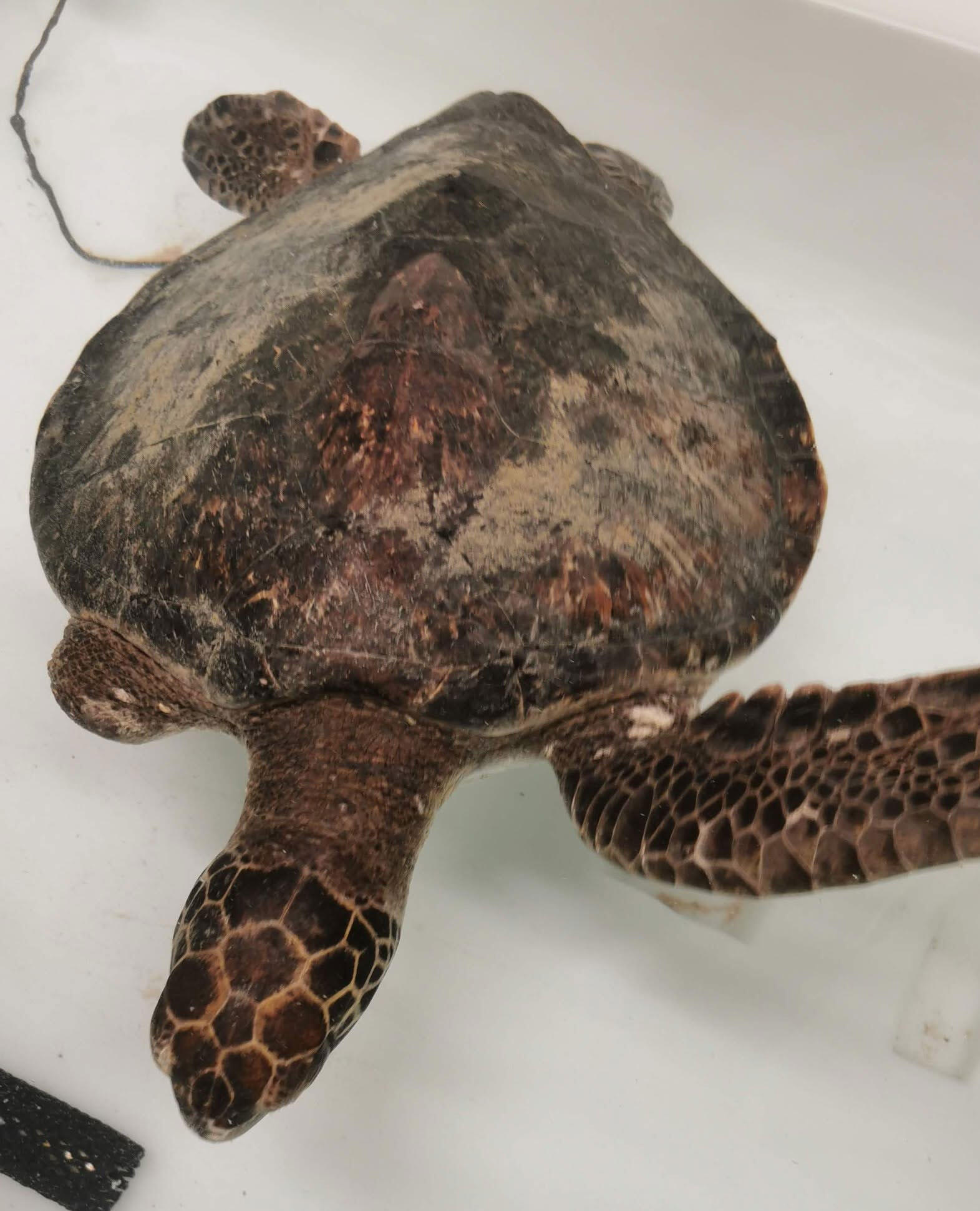 Rescued Pacific green sea turtle patient Waewae Toru when she was first admitted to the Auckland Zoo veterinary hospital. She was treated for a severe respiratory infection and in shown here swimming in a tank of water.