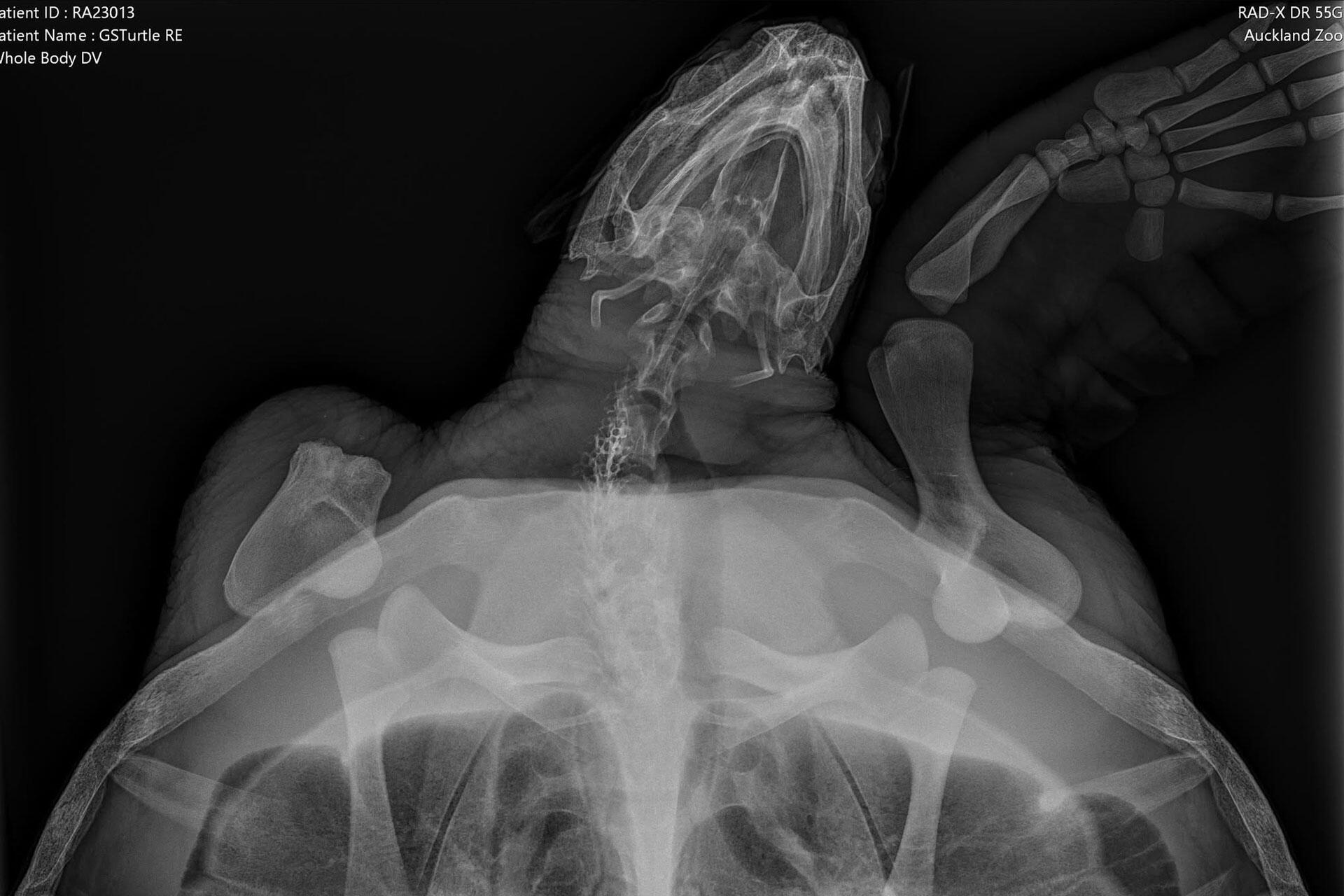 https://cdn.aucklandunlimited.com/zoo/assets/media/green-sea-turtle-xray-auckland-zoo-veterinary-hospital-1.jpg