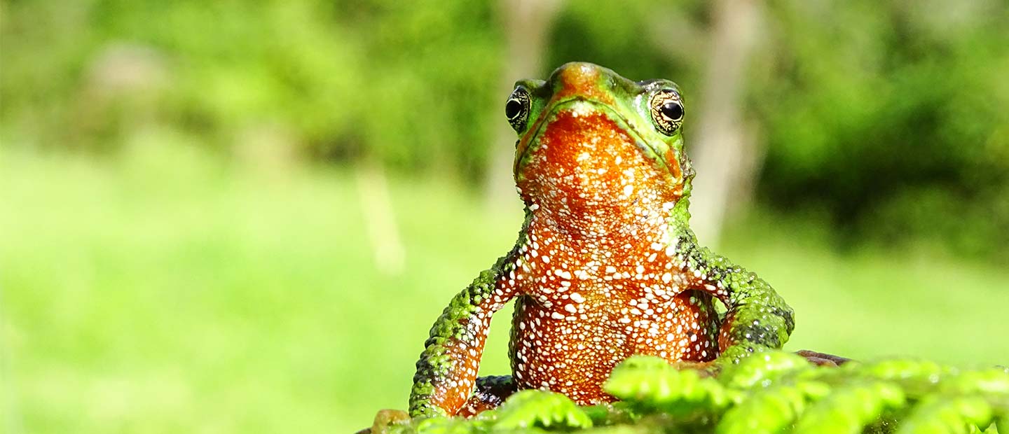 Colourful toads instilling a sense of community pride in Colombia