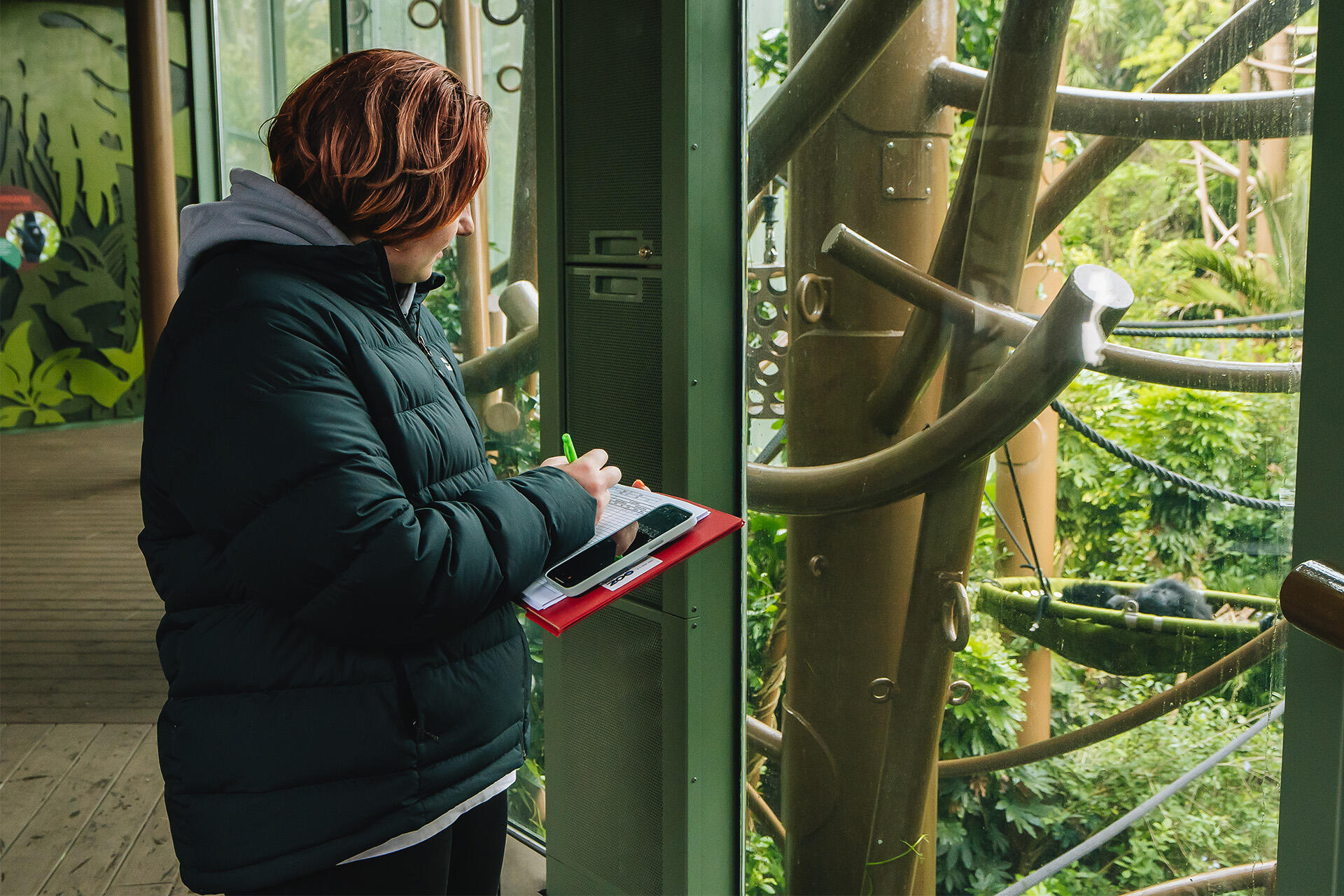 https://cdn.aucklandunlimited.com/zoo/assets/media/holly-research-siamang-at-zoo-13.jpg