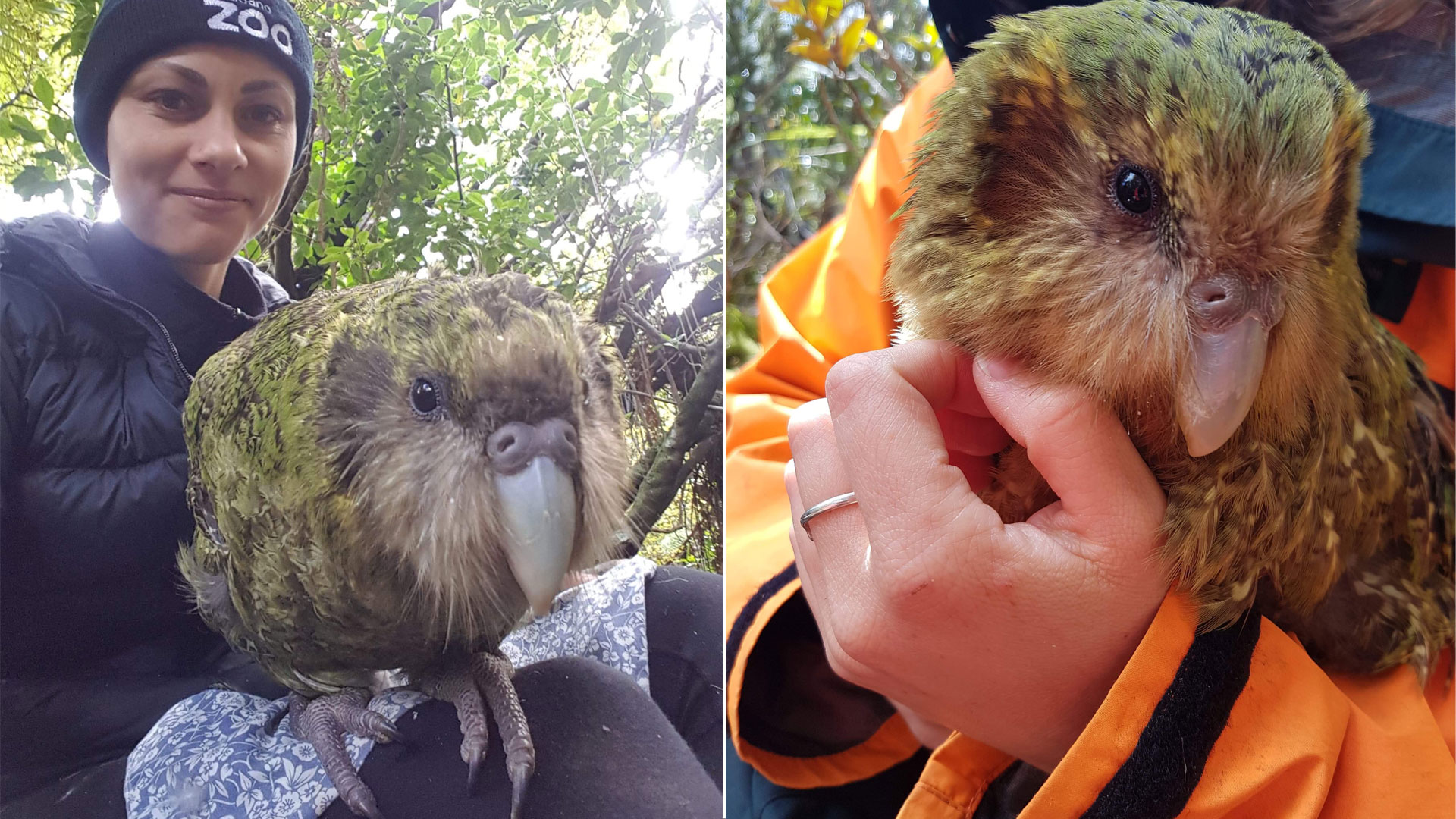 https://cdn.aucklandunlimited.com/zoo/assets/media/jasmine-with-kakapo-gallery-4.jpg
