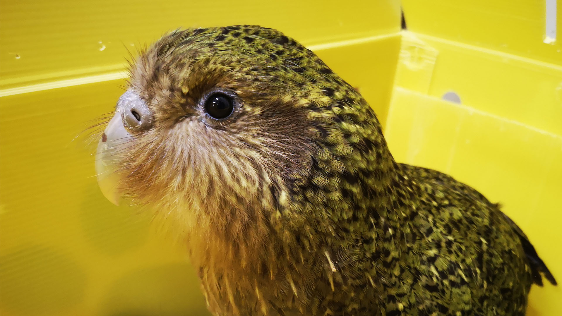 https://cdn.aucklandunlimited.com/zoo/assets/media/kakapo-3.jpg