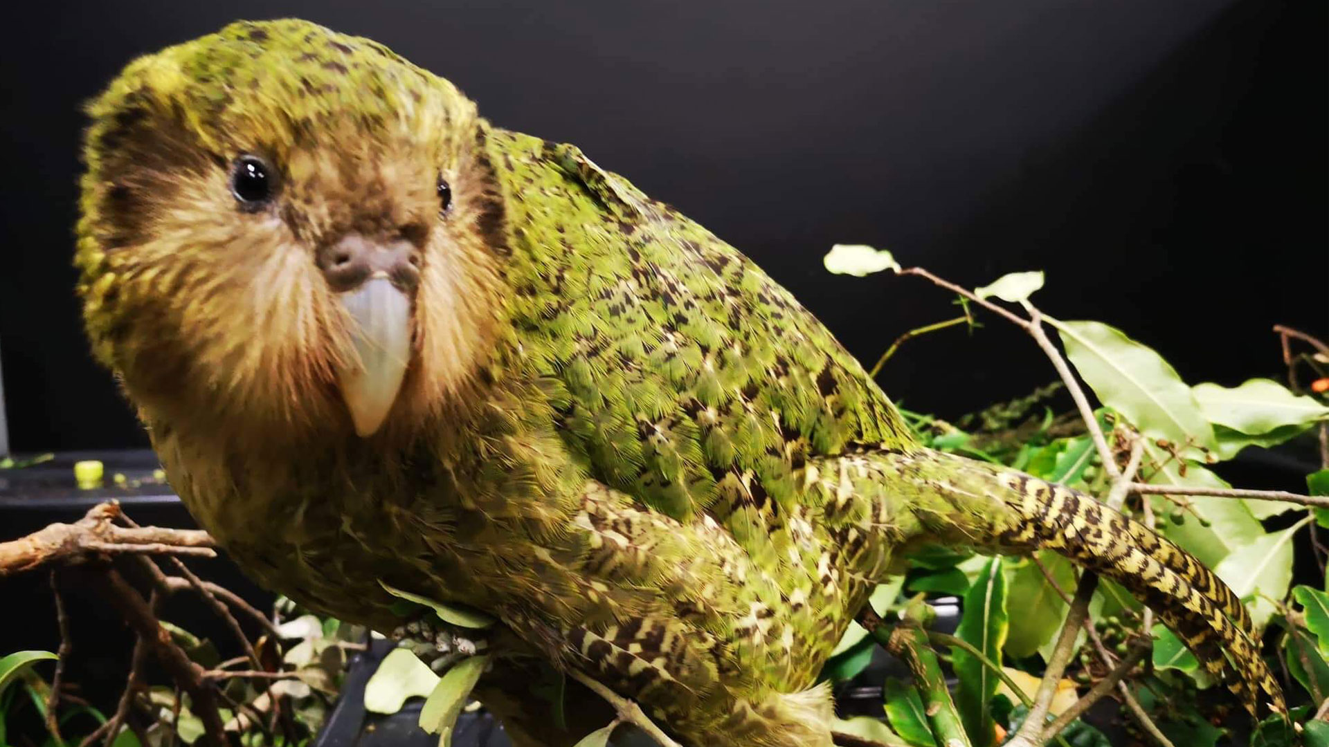 https://cdn.aucklandunlimited.com/zoo/assets/media/kakapo-alice-3-a-gallery-1.jpg