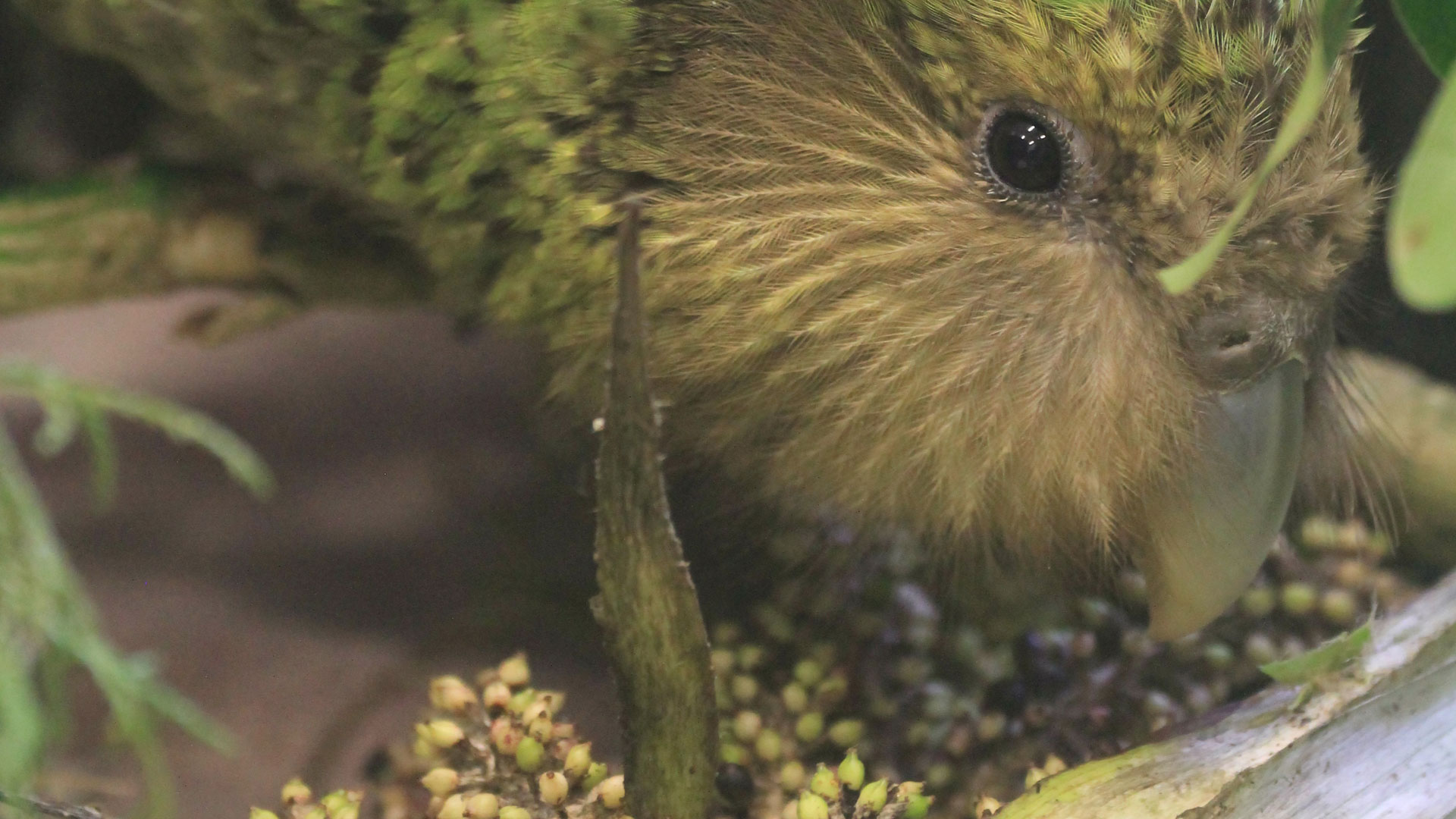 https://cdn.aucklandunlimited.com/zoo/assets/media/kakapo-alice-3-a-gallery-2.jpg