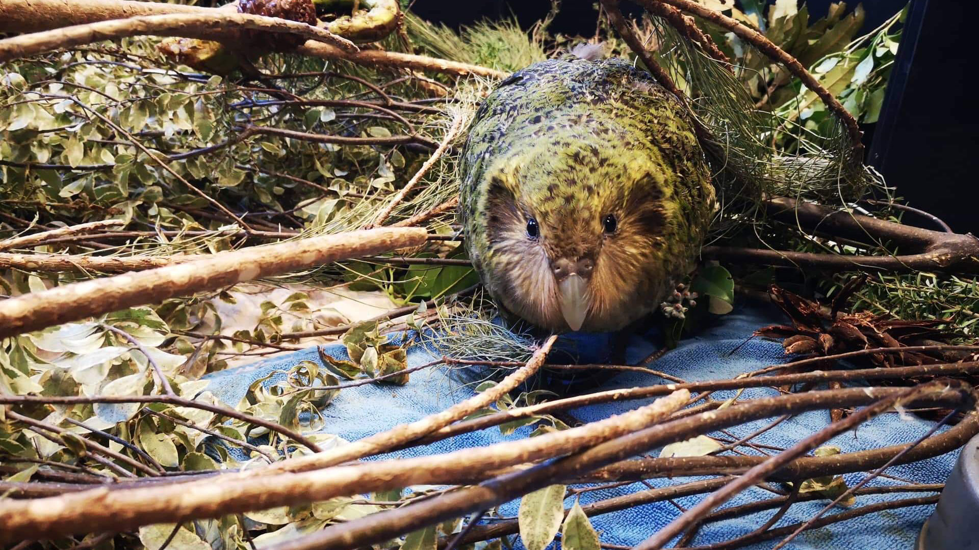 https://cdn.aucklandunlimited.com/zoo/assets/media/kakapo-alice-3-a-gallery-3.jpg