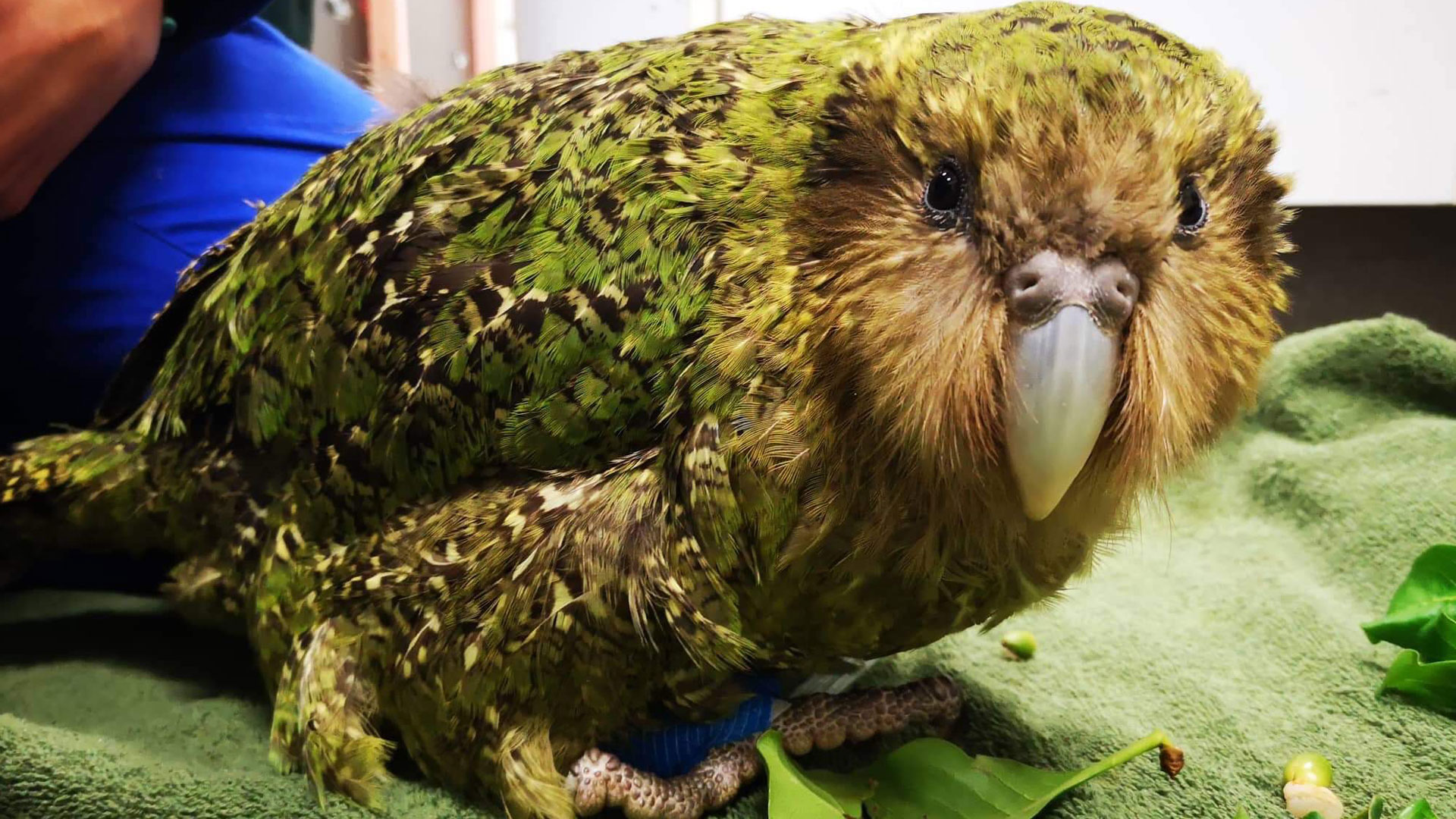 https://cdn.aucklandunlimited.com/zoo/assets/media/kakapo-alice-3-a-gallery-4.jpg