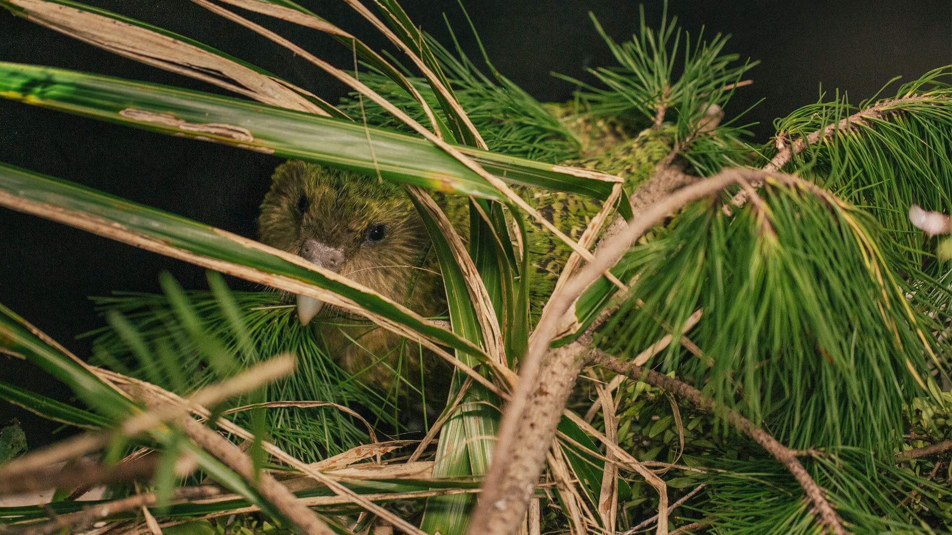 https://cdn.aucklandunlimited.com/zoo/assets/media/kakapo-bunker-gallery-3.jpg