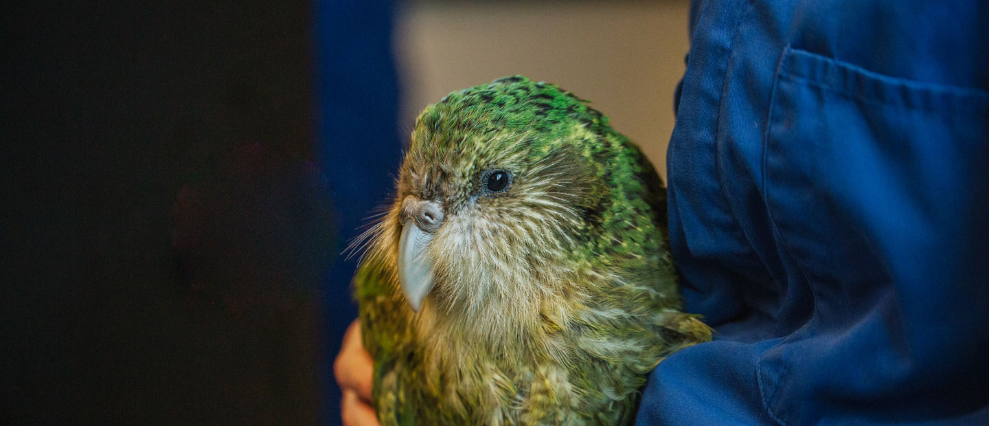 https://cdn.aucklandunlimited.com/zoo/assets/media/kakapo-bunker-hero-1.jpg