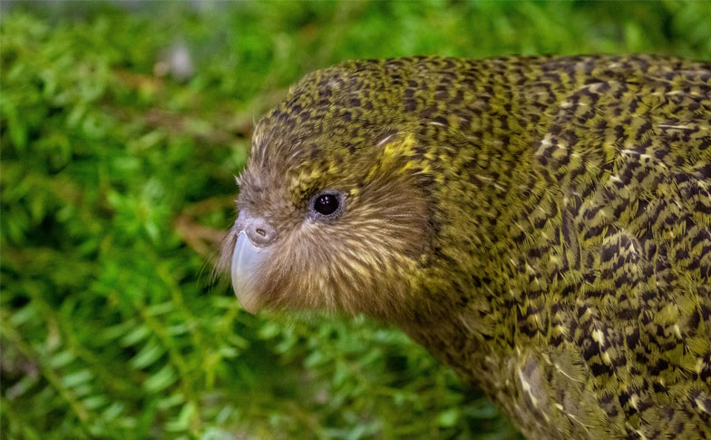 https://cdn.aucklandunlimited.com/zoo/assets/media/kakapo-donate-tn-v2.jpg