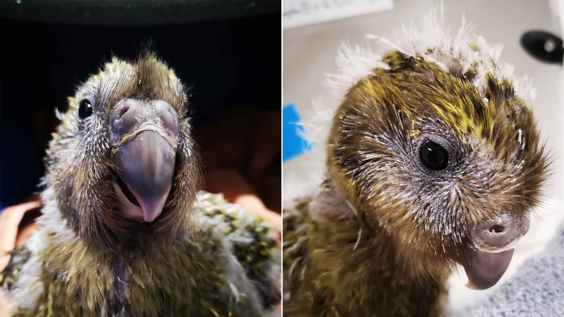 https://cdn.aucklandunlimited.com/zoo/assets/media/kakapo-esperg-2b-second-gallery.jpg