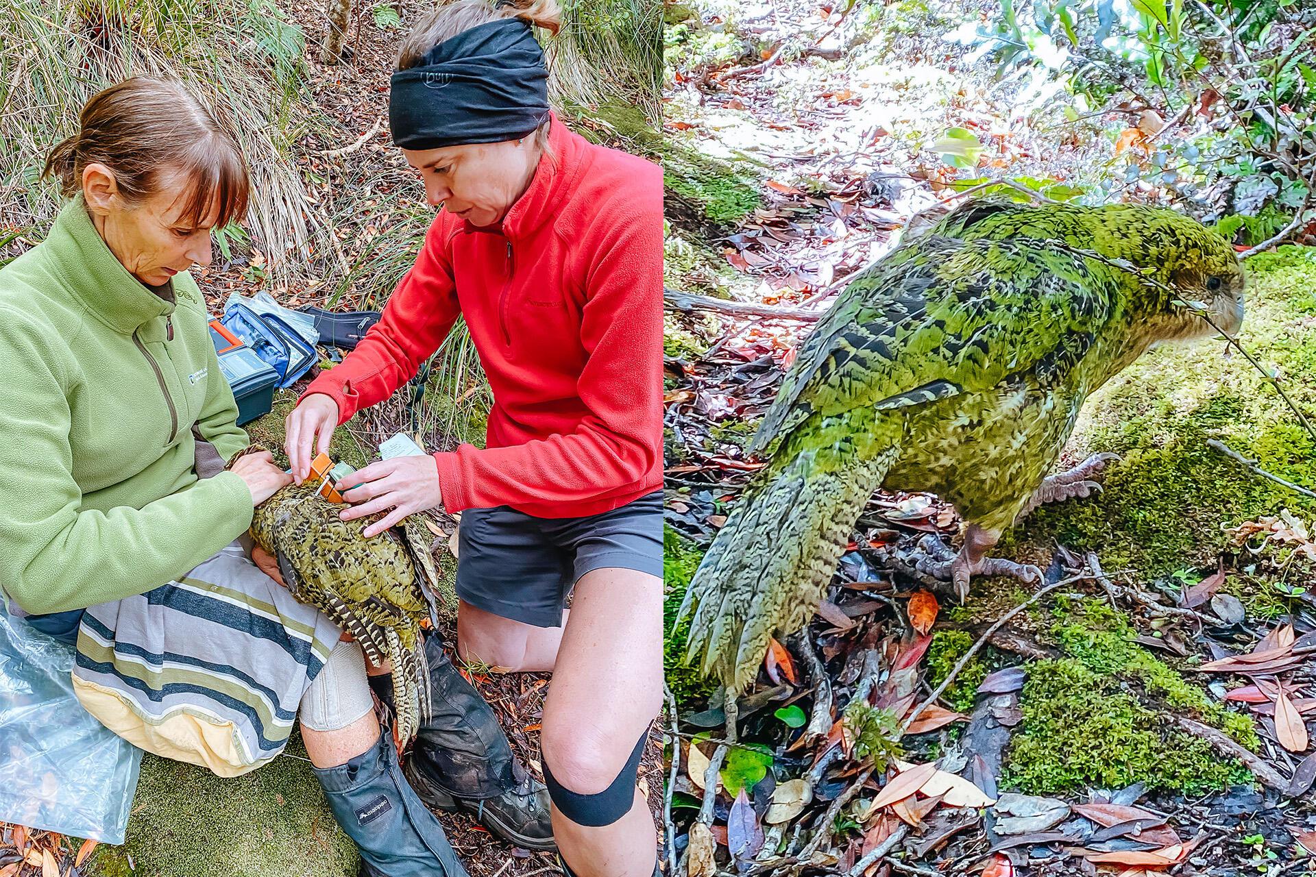 https://cdn.aucklandunlimited.com/zoo/assets/media/kakapo-fieldwork-whenua-hou-island-mik-ph-march-202603and04.jpg