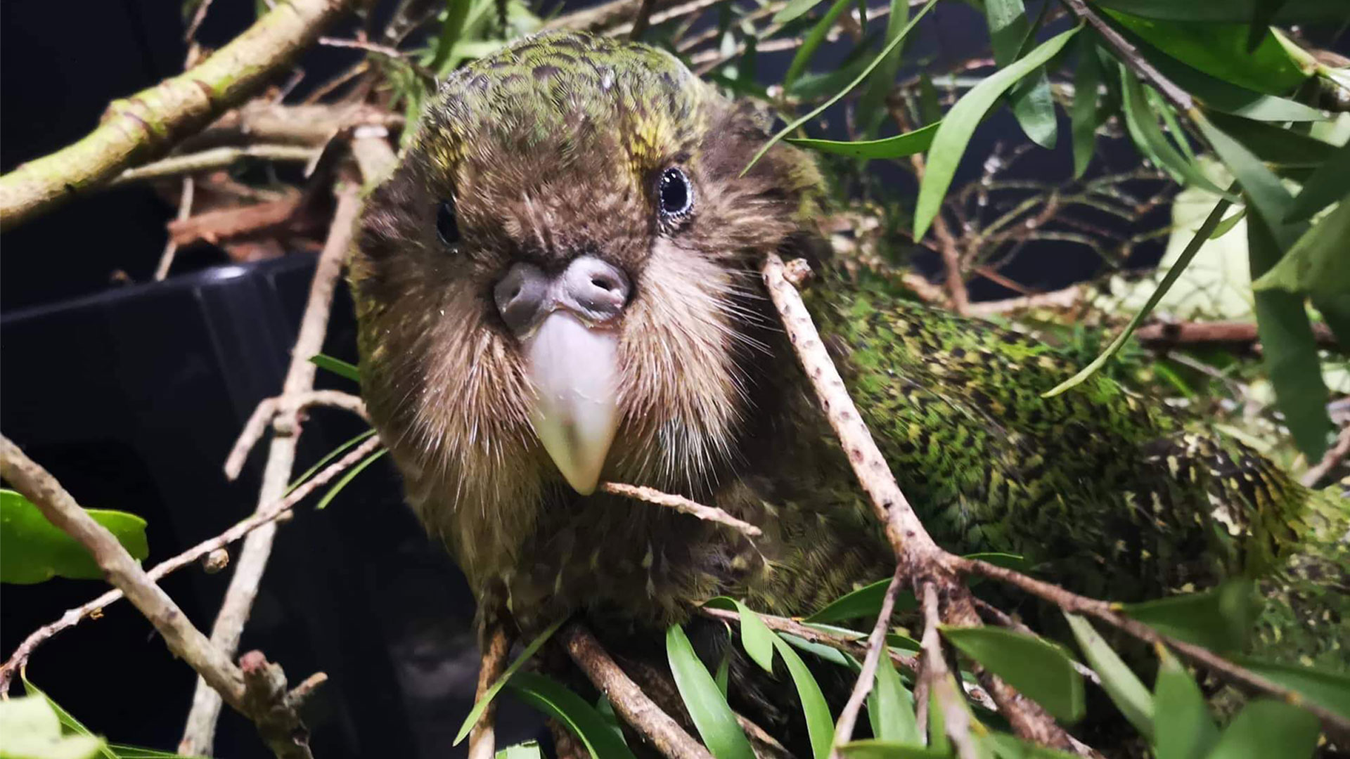 https://cdn.aucklandunlimited.com/zoo/assets/media/kakapo-gallery-1.jpg