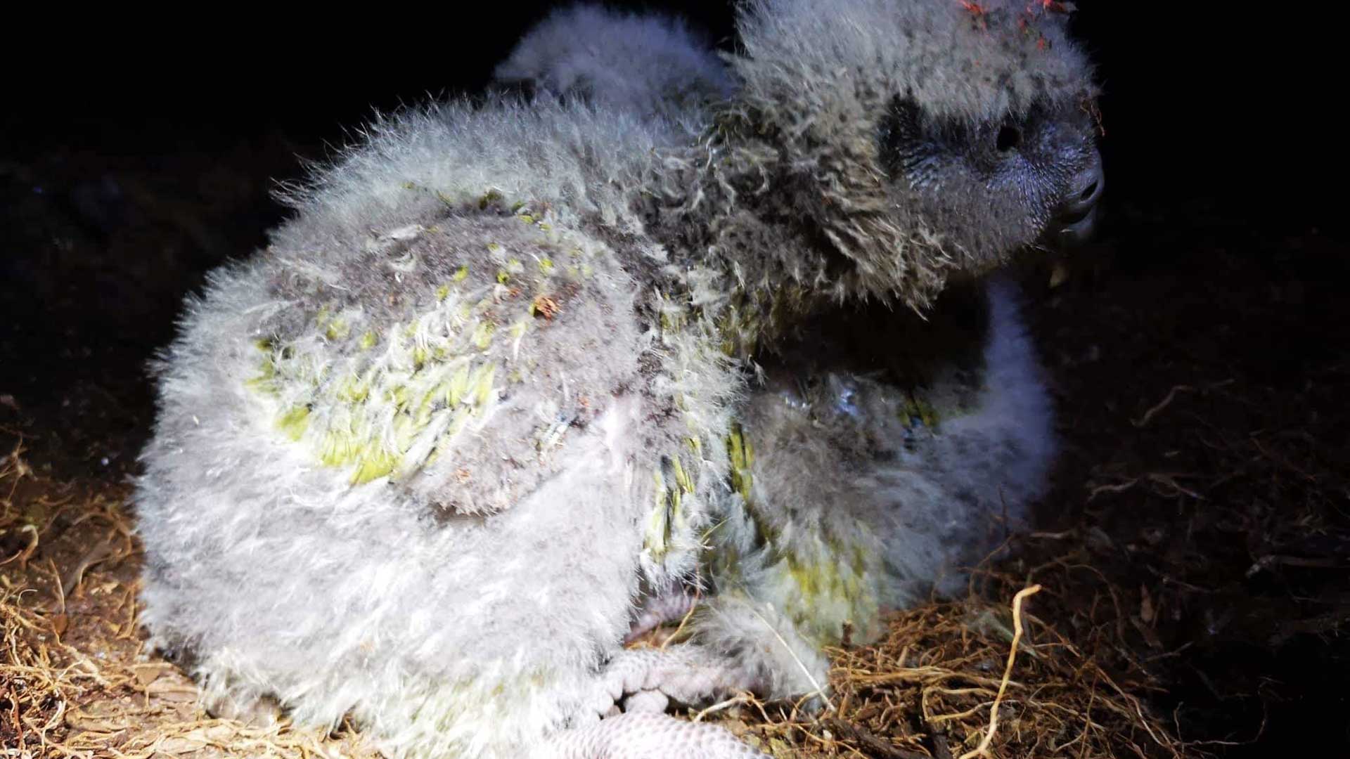 https://cdn.aucklandunlimited.com/zoo/assets/media/kakapo-hinemoa-gallery-10.jpg