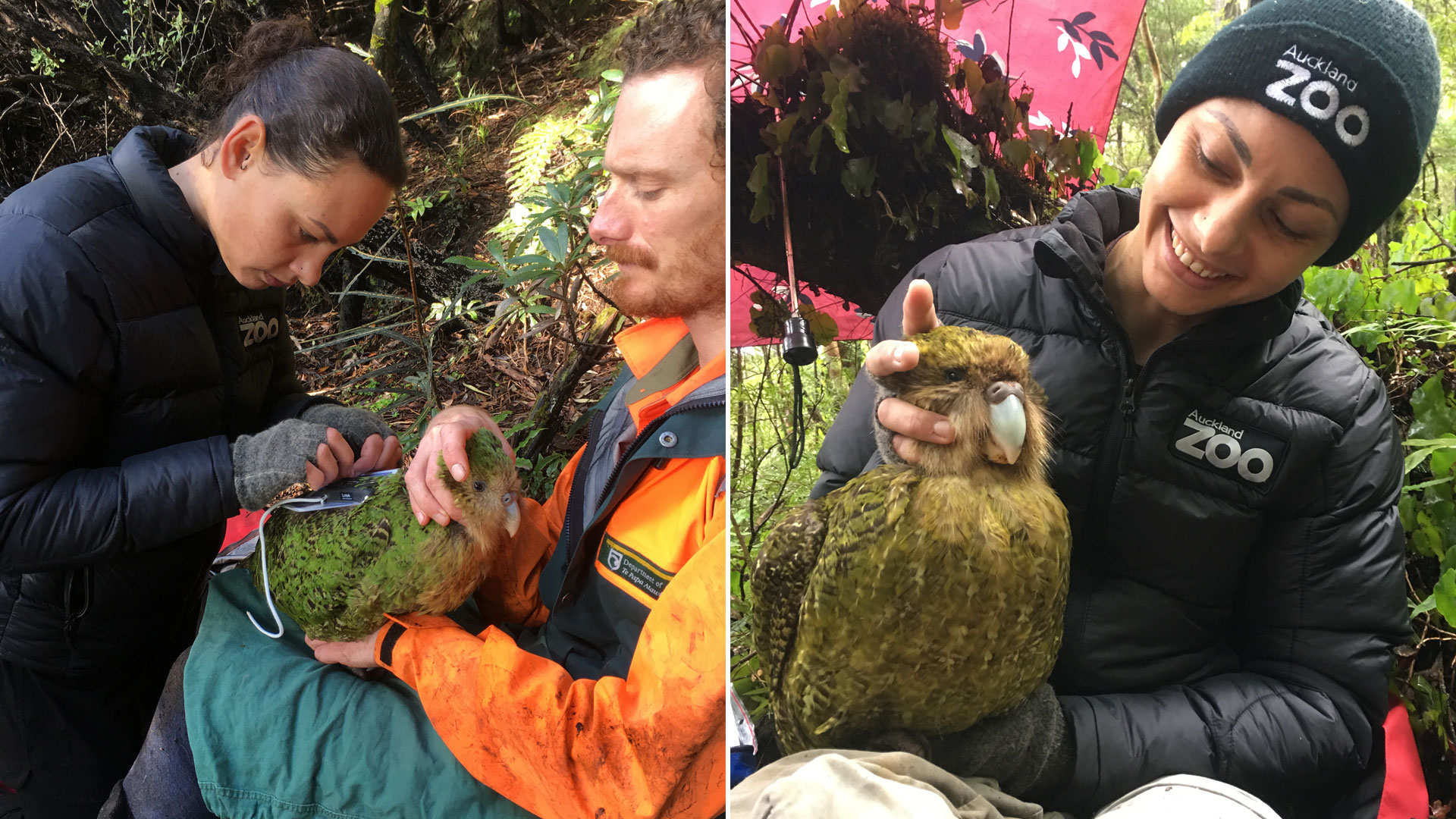 https://cdn.aucklandunlimited.com/zoo/assets/media/kakapo-jasmine-bellarose-gallery-1.jpg