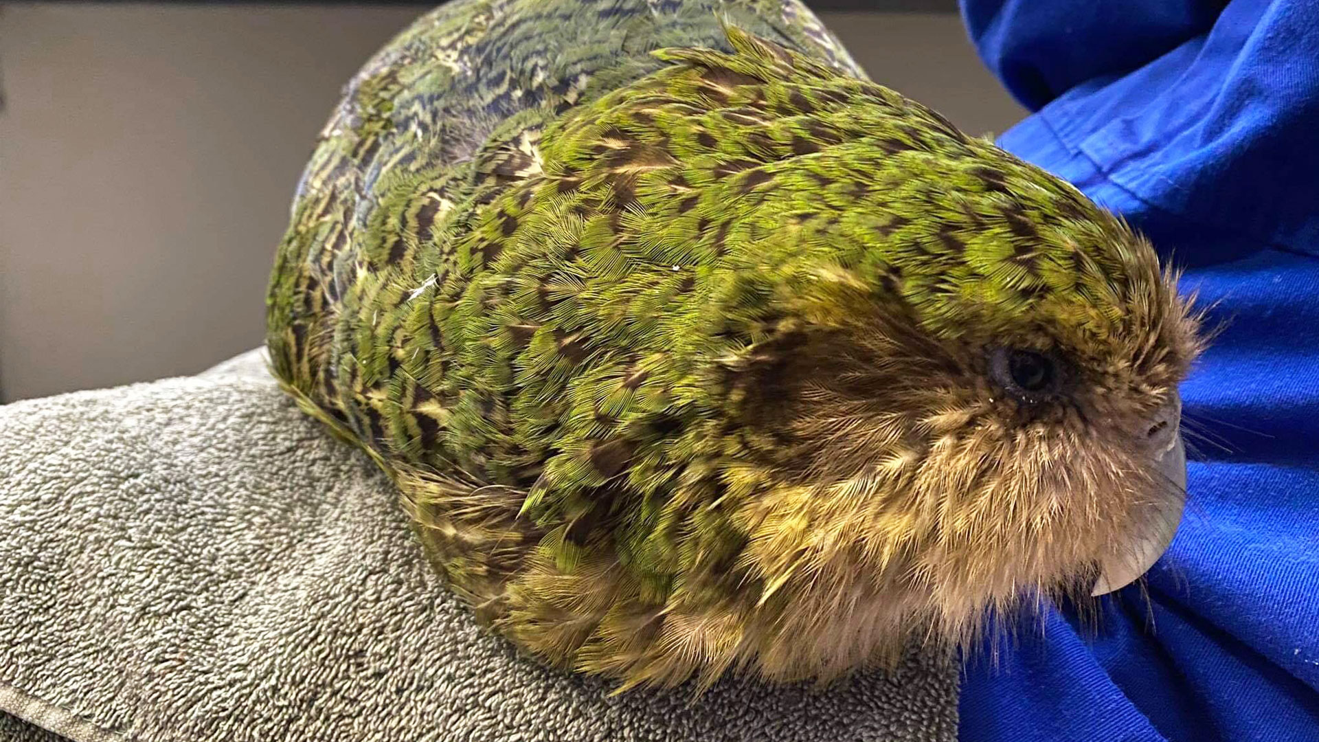 https://cdn.aucklandunlimited.com/zoo/assets/media/kakapo-jasmine-bellarose-gallery-2.jpg