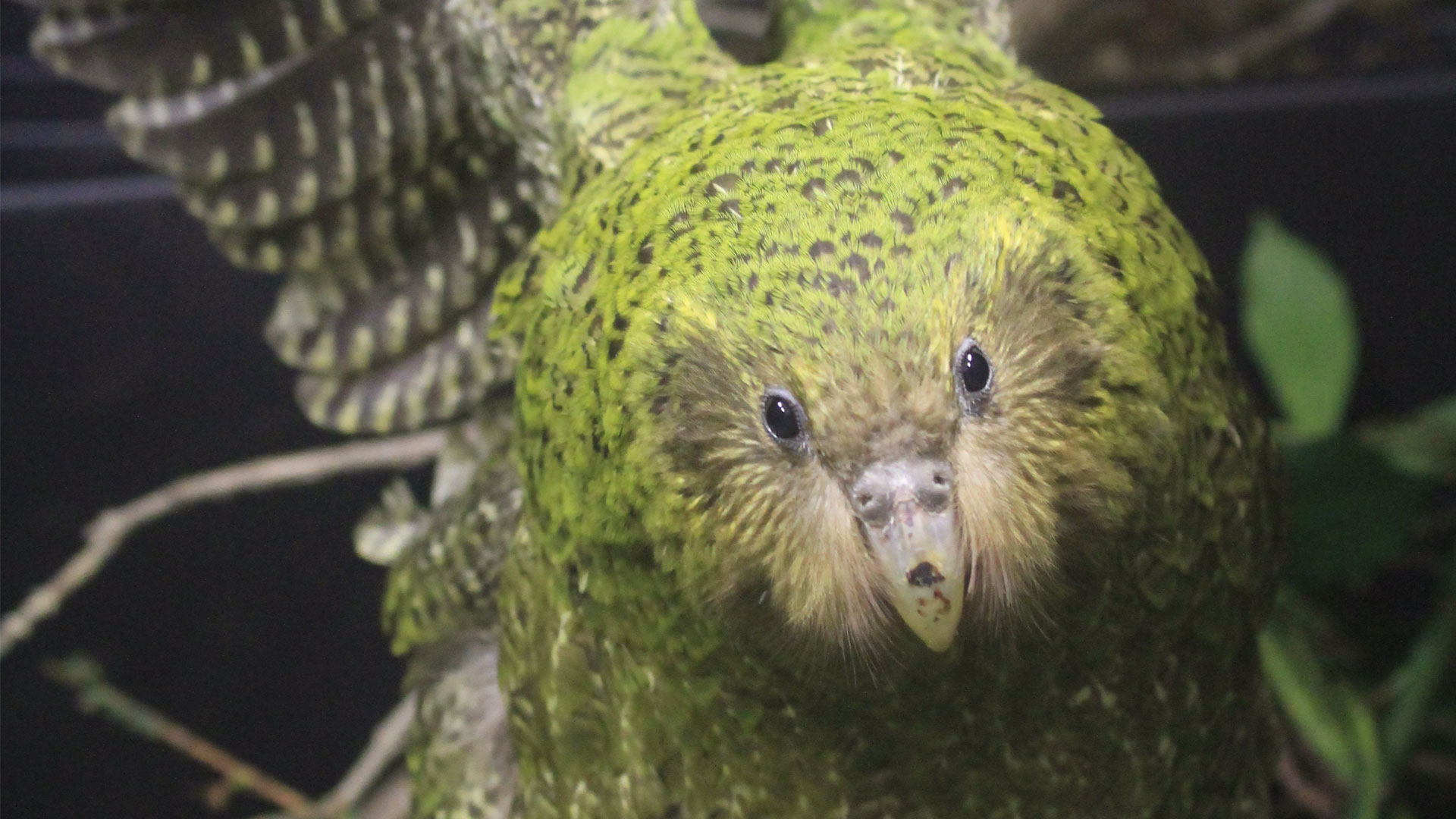 https://cdn.aucklandunlimited.com/zoo/assets/media/kakapo-komaru-kids-gallery-1.jpg