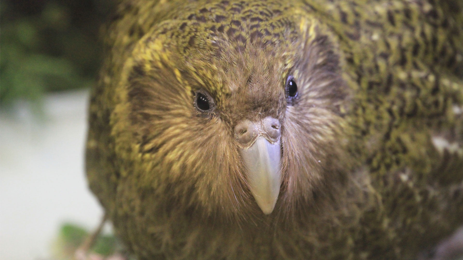 https://cdn.aucklandunlimited.com/zoo/assets/media/kakapo-komaru-kids-gallery-3.jpg