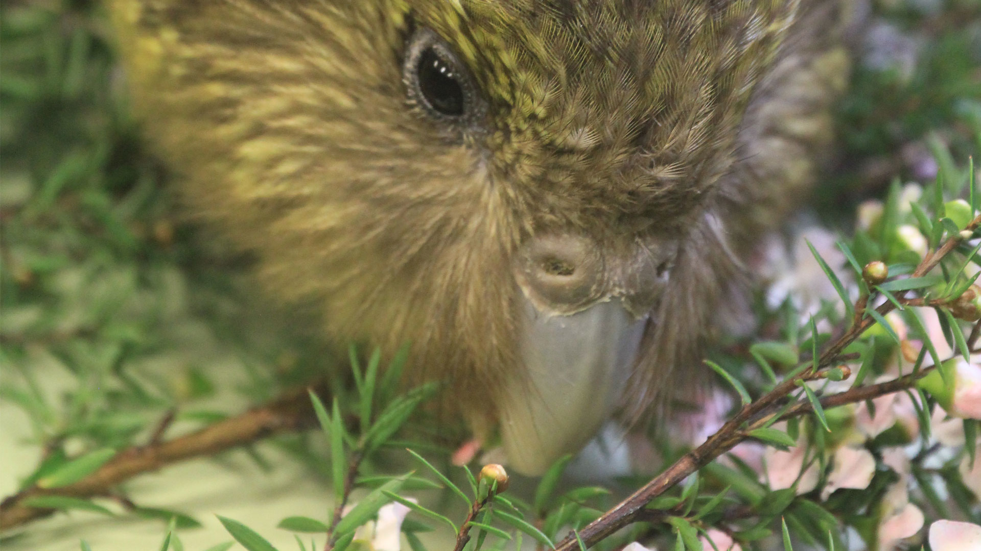 https://cdn.aucklandunlimited.com/zoo/assets/media/kakapo-komaru-kids-gallery-5.jpg