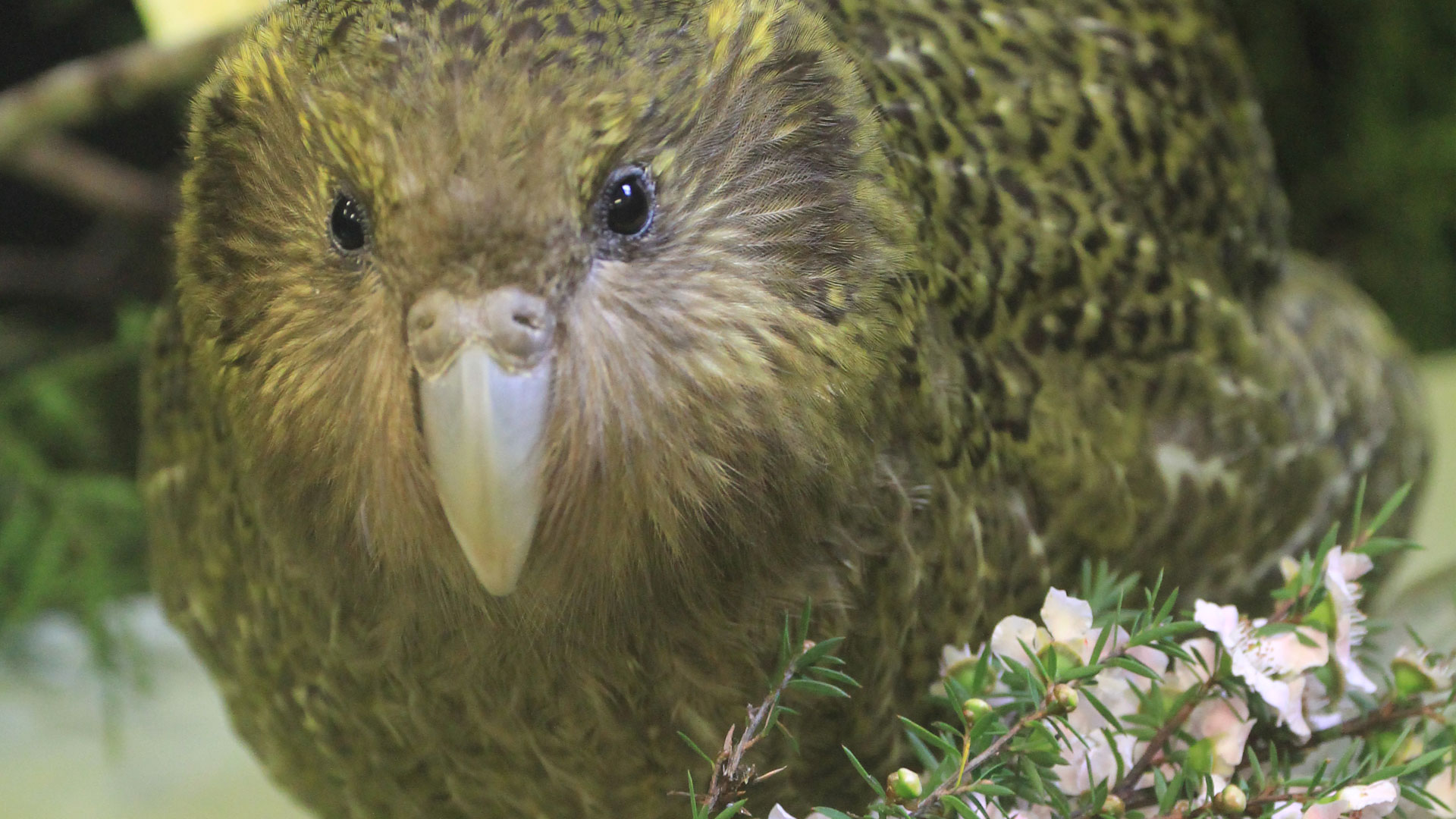 https://cdn.aucklandunlimited.com/zoo/assets/media/kakapo-komaru-kids-gallery-6.jpg