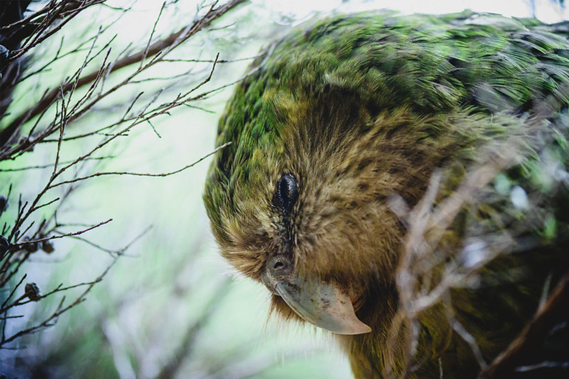 https://cdn.aucklandunlimited.com/zoo/assets/media/kakapo-nora-by-jake-osborne-doc.jpg