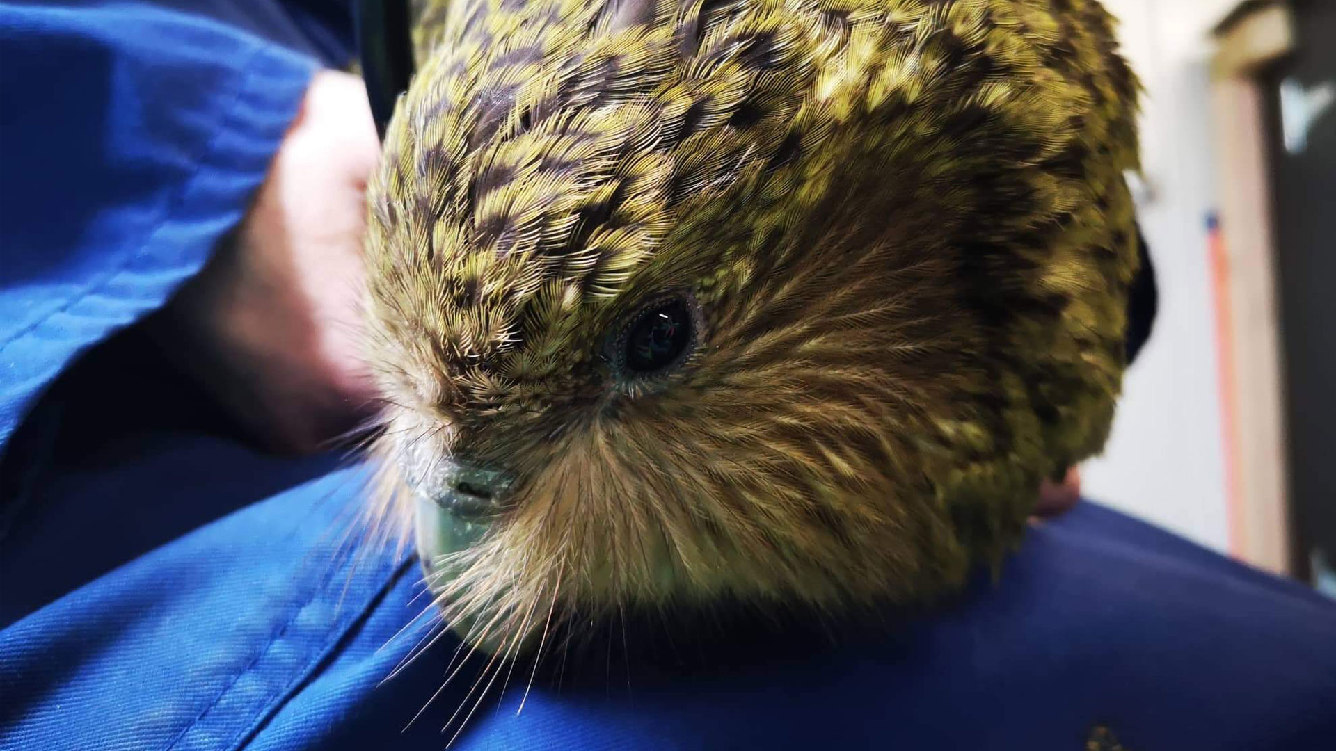 https://cdn.aucklandunlimited.com/zoo/assets/media/kakapo-pearl-2-b-gallery-1.jpg