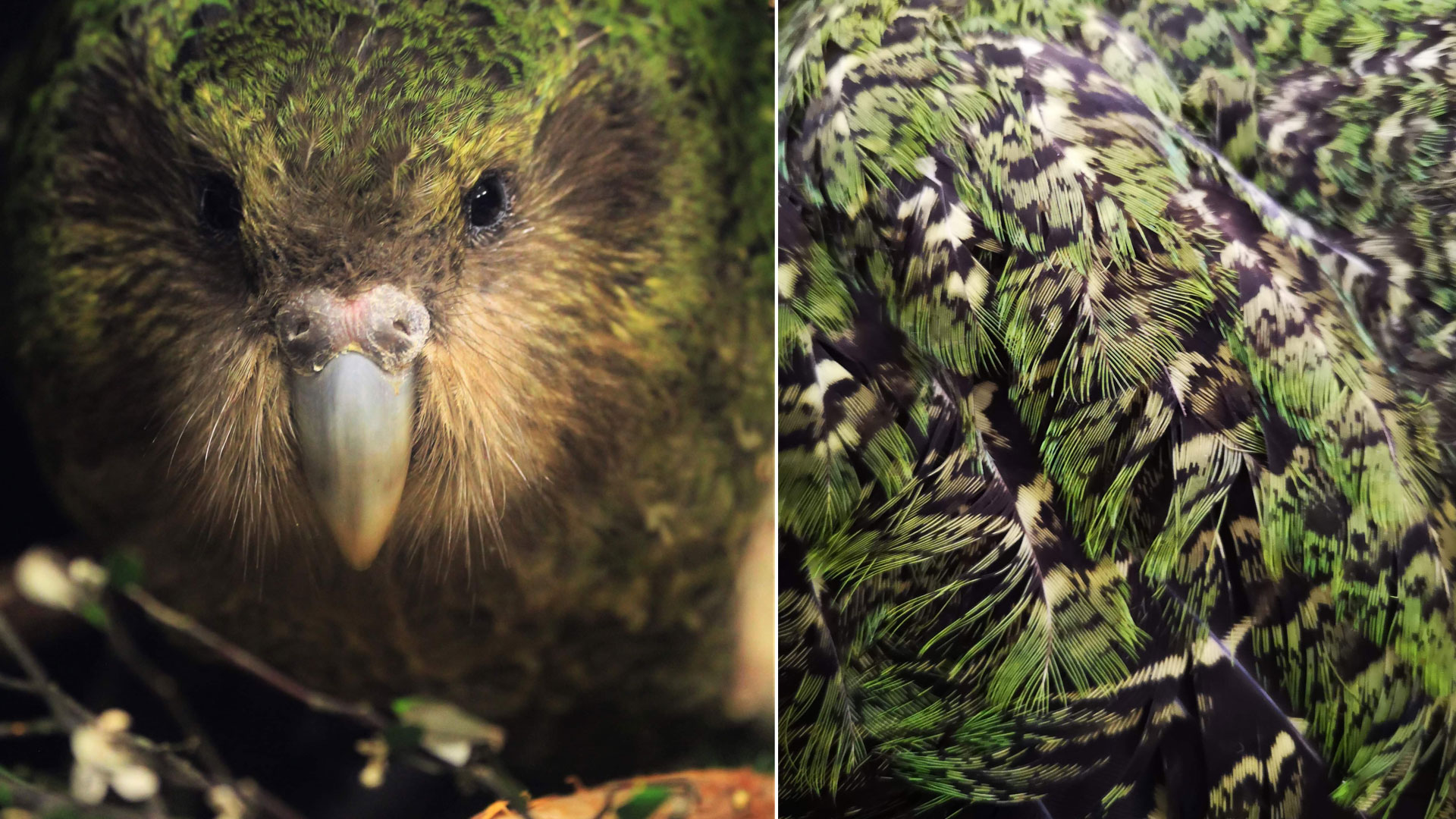 https://cdn.aucklandunlimited.com/zoo/assets/media/kakapo-pura-2b-19-gallery-2.jpg
