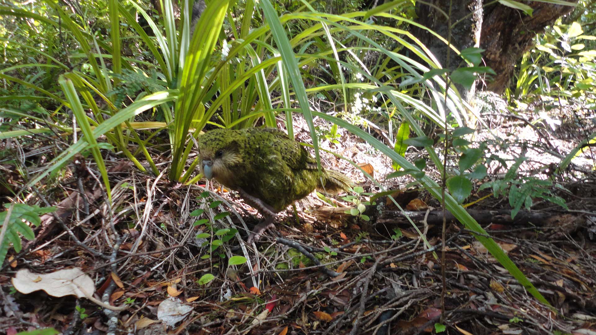 https://cdn.aucklandunlimited.com/zoo/assets/media/kakapo-recovery-gallery-1.jpg