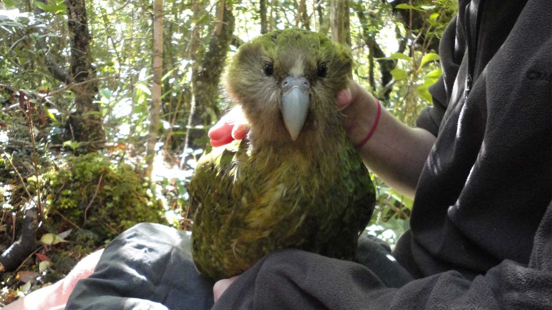 https://cdn.aucklandunlimited.com/zoo/assets/media/kakapo-recovery-gallery-2.jpg