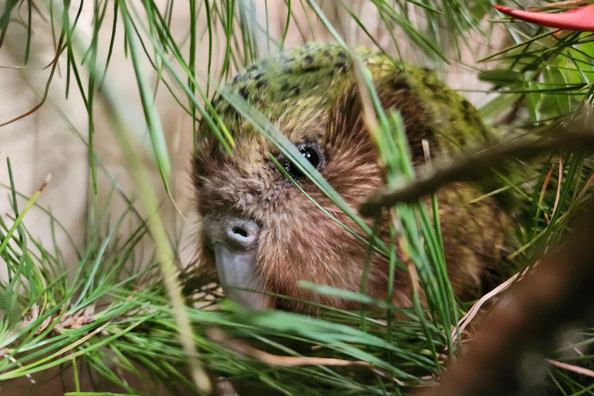 https://cdn.aucklandunlimited.com/zoo/assets/media/kakapo-tiwai-in-transit-credit-to-lydia-uddstrom-doc-1.jpg