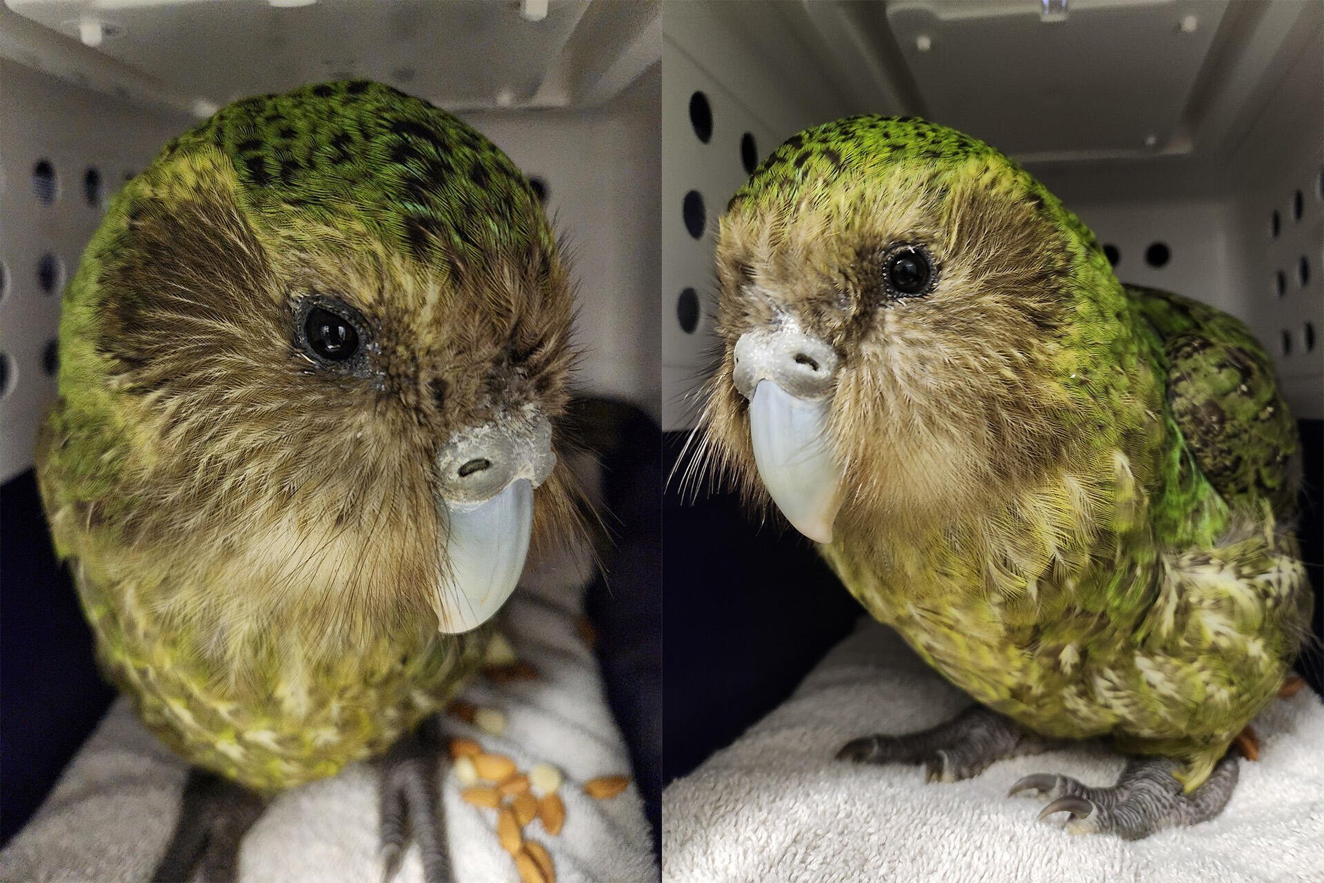 https://cdn.aucklandunlimited.com/zoo/assets/media/kakapo-tiwai-in-transit-credit-to-lydia-uddstrom-doc-3and2.jpg