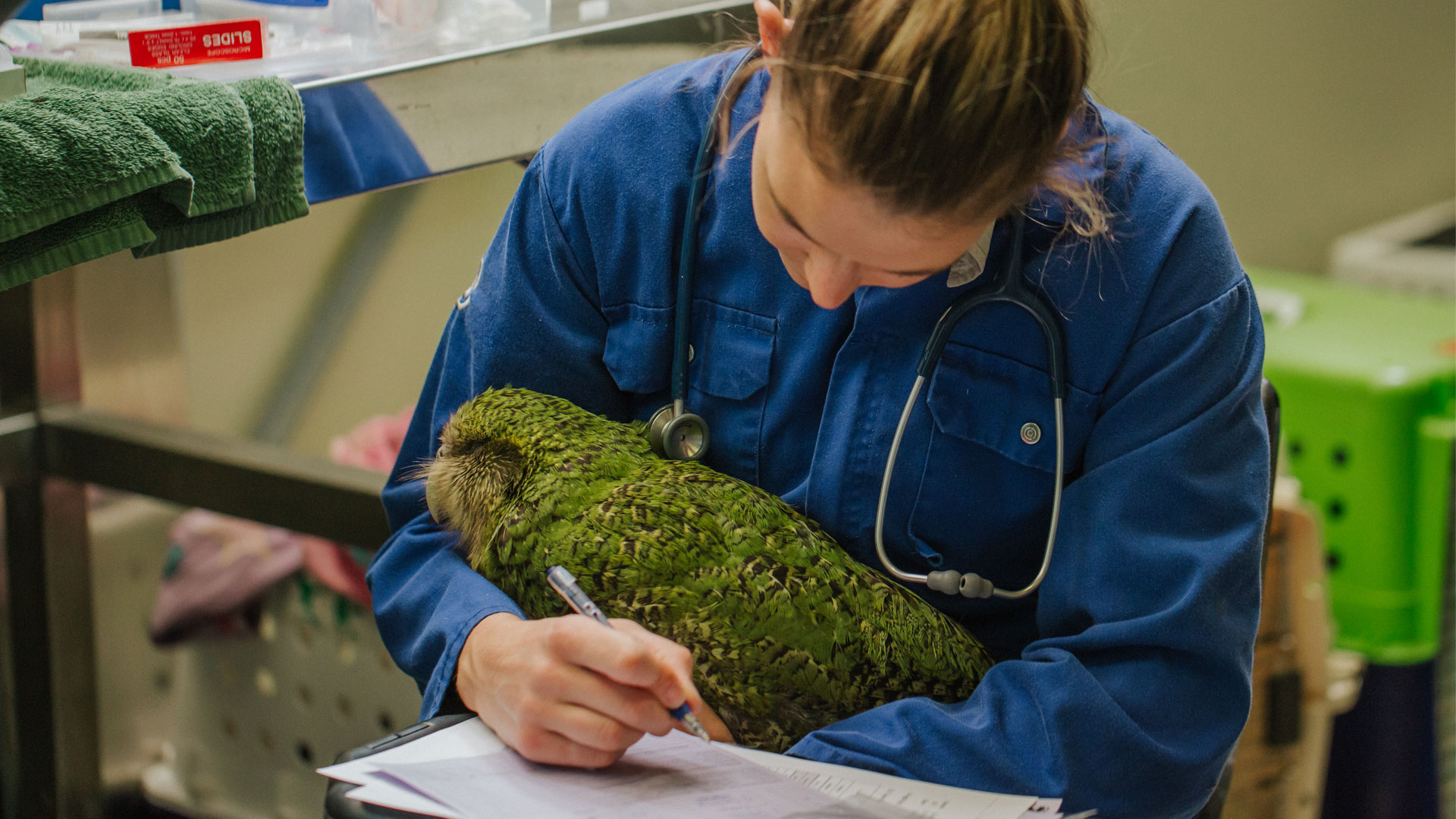 https://cdn.aucklandunlimited.com/zoo/assets/media/kakapo-vet-hospital-bravo-gallery-6.jpg