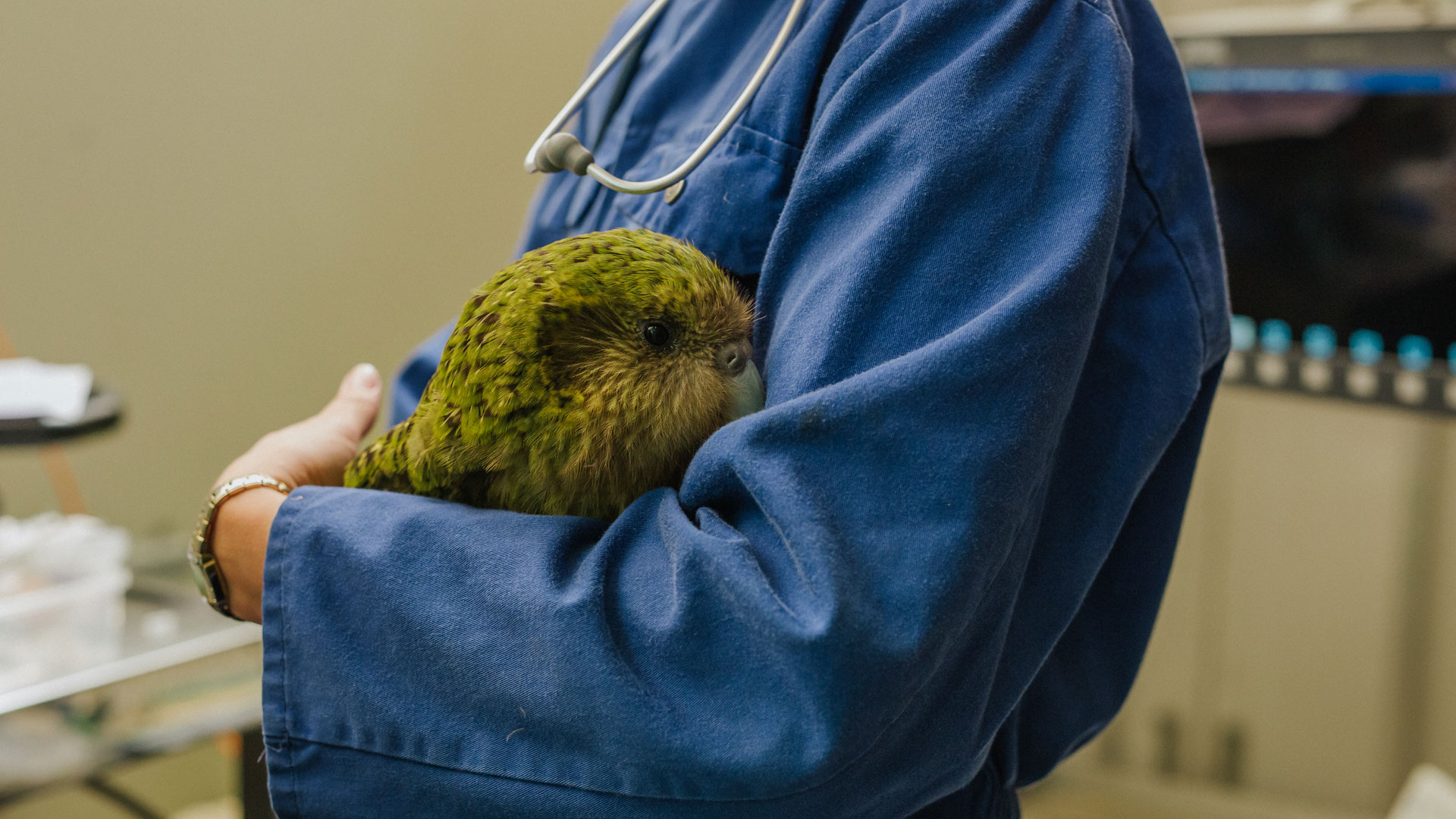 https://cdn.aucklandunlimited.com/zoo/assets/media/kakapo-vet-hospital-huhu-gallery-3.jpg