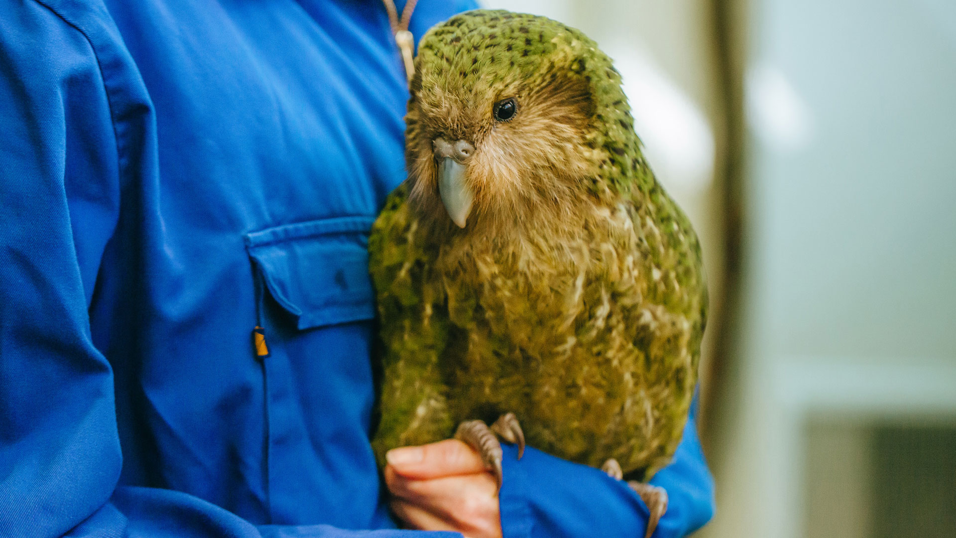 https://cdn.aucklandunlimited.com/zoo/assets/media/kakapo-vori-gallery-2.jpg