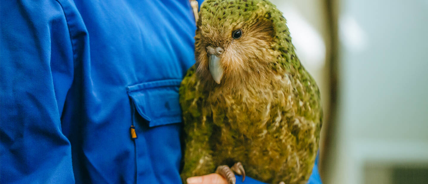 https://cdn.aucklandunlimited.com/zoo/assets/media/kakapo-vori-hero-2.jpg