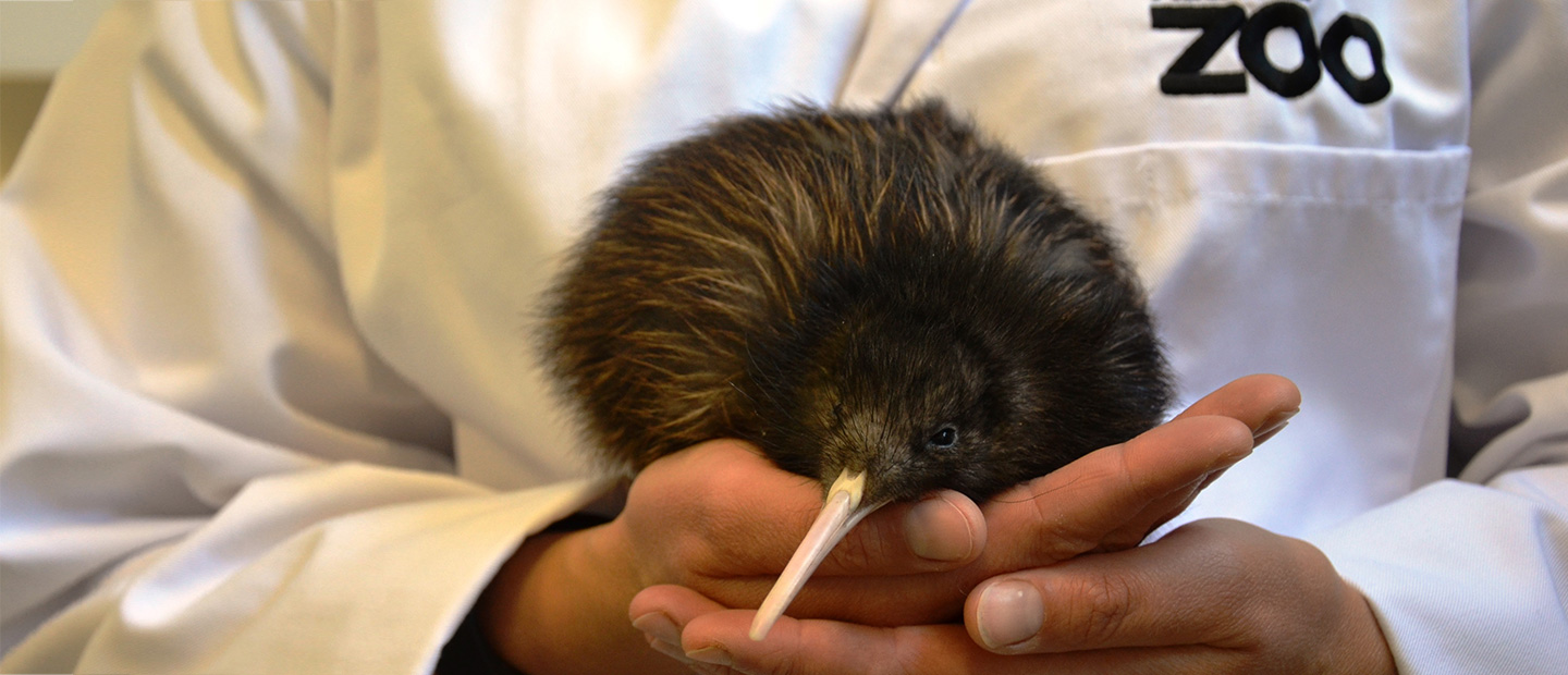 Brown Kiwi | New Zealand Native Endangered Birds | Auckland Zoo